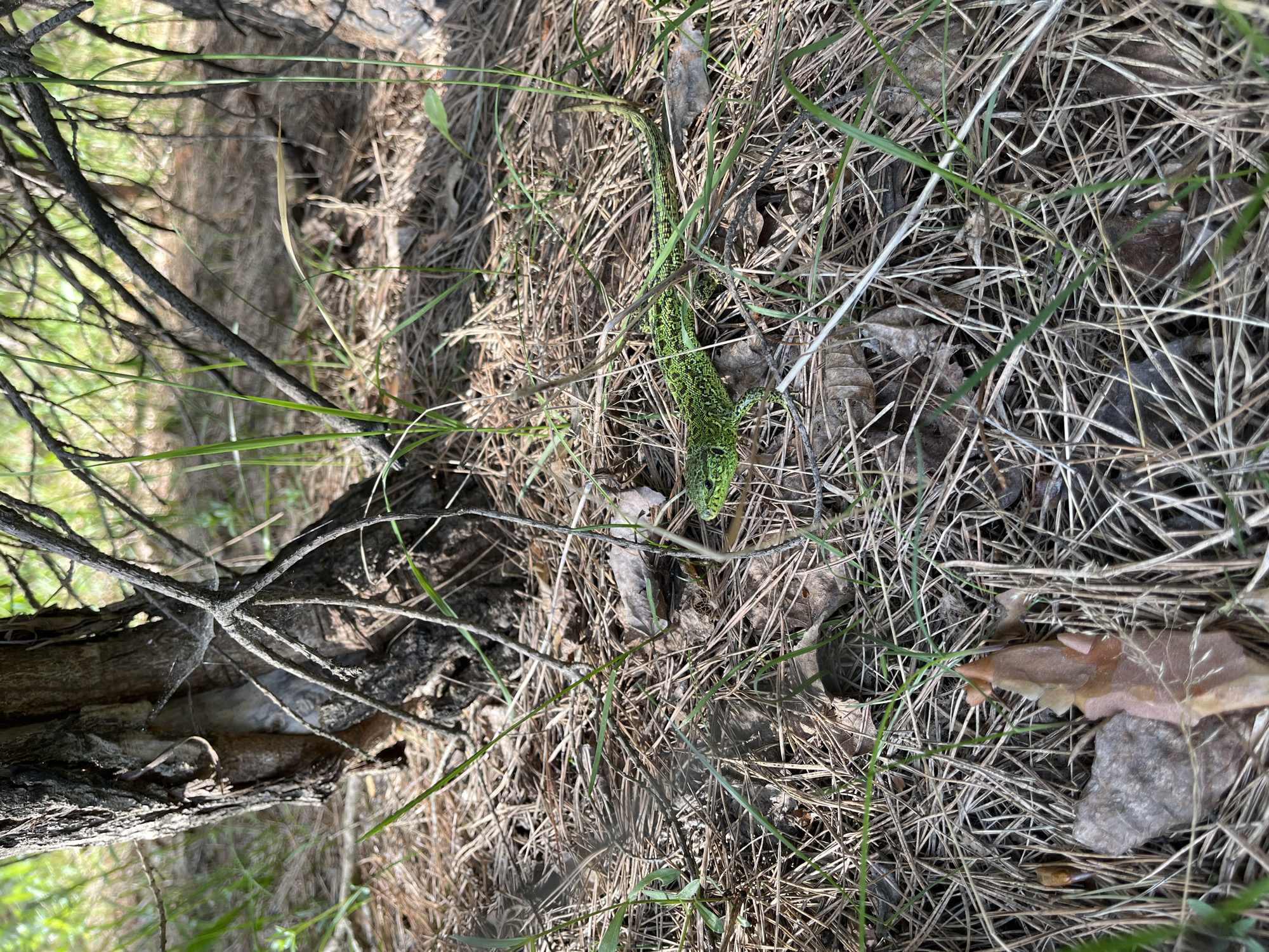 The image shows a patch of ground in a wooded area. The ground cover consists of dry pine needles, blades of grass, and a few dead leaves. A green lizard is partially visible, blending in with the vegetation. The tail extends upward, head pointing towards the bottom of the image. To the left are tree branches. The location is Chaikovsky, Russia. No people are visible.