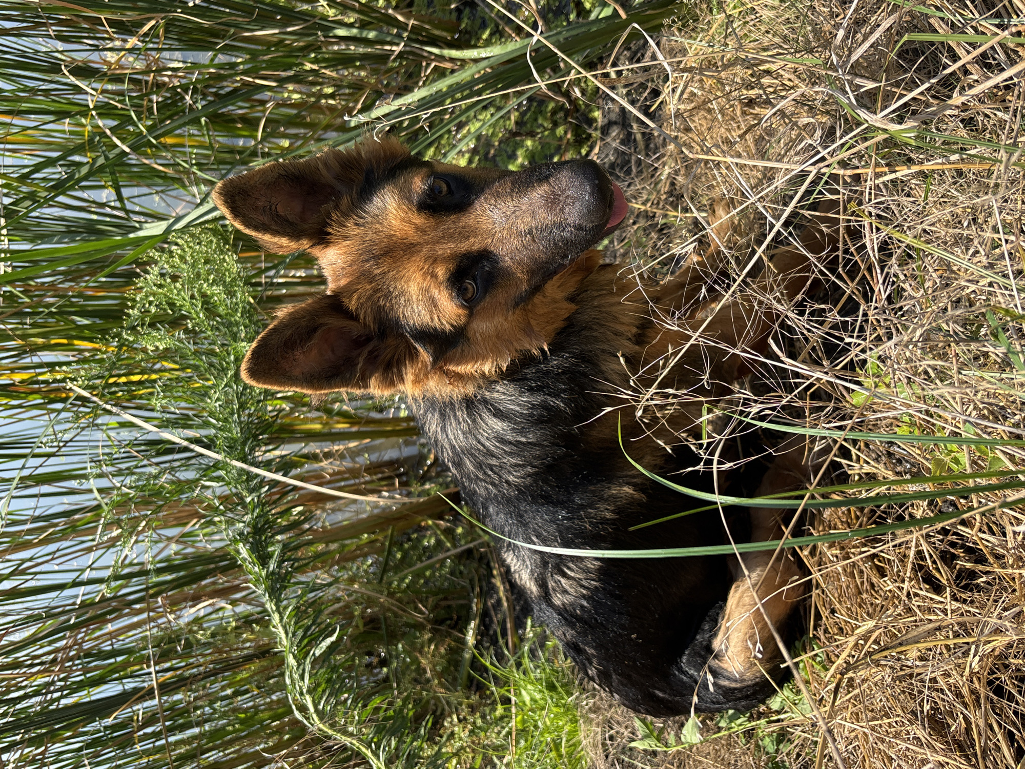 A German Shepherd dog sits in dry grass and reeds near a body of water, possibly a river or lake, in Arkhipovskoye, Russia. The dog is predominantly black and tan, with erect ears and its tongue slightly visible. The environment appears natural, with tall green and brown reeds dominating the background and the foreground. The lighting suggests a sunny day. There are no people present in the image.