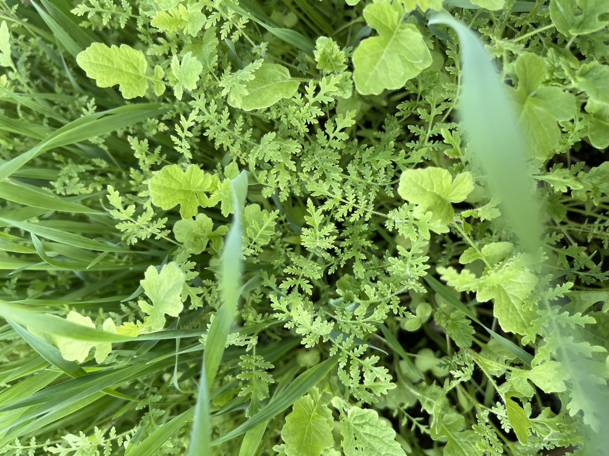 This close-up image captures a dense and vibrant patch of green foliage, dominated by a mix of plant types. The scene is an outdoor natural environment, possibly a field or garden in Chaikovsky, Russia.
The primary subjects are various green plants. Prominently featured are broad-leafed plants with roundish to slightly lobed leaves, which are a lighter shade of green and appear to have a somewhat hairy texture. Interspersed among these and forming a dense mat are numerous plants with finely dissected or deeply cut leaves, resembling parsley or ferns. These are slightly darker green and contribute significantly to the overall texture of the scene. Long, thin, bright green grass-like blades weave through the vegetation, partially obscuring other plants and adding another layer of texture and depth.
No specific activity or event is taking place; the image is a static snapshot of plant growth. The lighting suggests it is daytime, with bright and even illumination across the foliage, indicating either direct sunlight or a bright overcast sky. No visible text is present in the image. The overall impression is one of lush, healthy, and varied plant life.