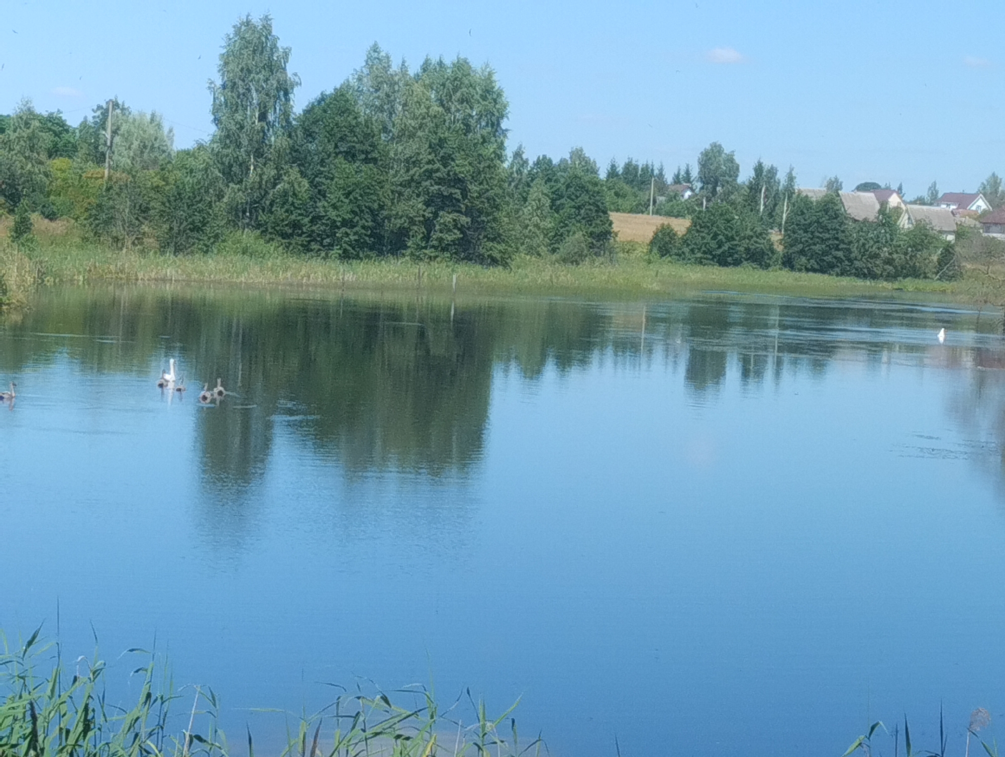 This is a wide, horizontal, eye-level, outdoor shot of a tranquil lake on a clear, sunny day. The foreground is dominated by the calm, blue water, with reeds and tall grass visible at the very bottom, giving a sense of being at the water's edge. In the middle distance, several white swans and a few other birds are swimming on the lake's surface. The far bank of the lake is lined with a dense, green forest. Beyond the trees, a small village with houses and agricultural fields is visible under a pale blue sky. The overall impression is one of a peaceful rural landscape.