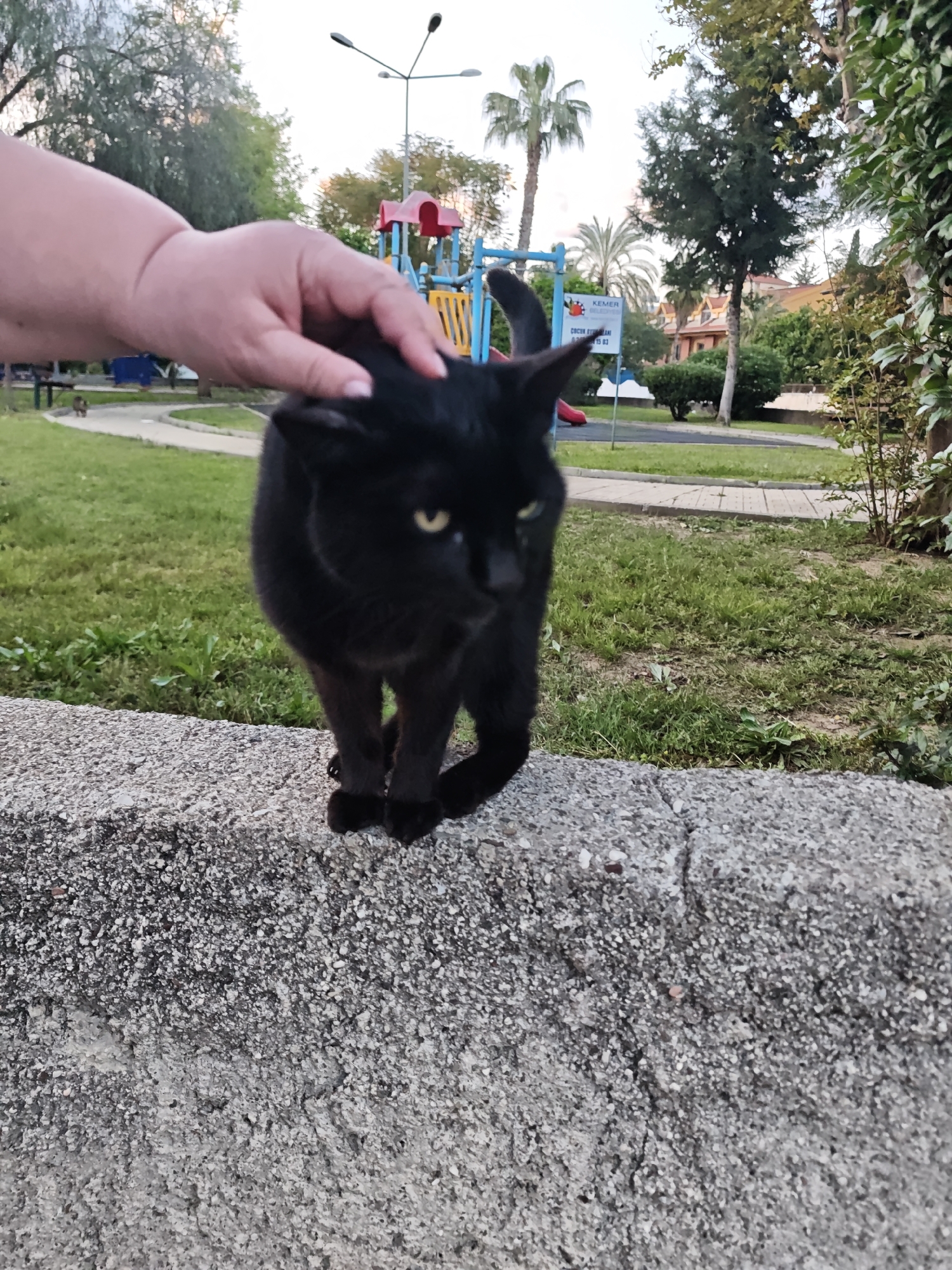 A person's hand is gently petting a black cat standing on a low, rough concrete wall. The cat has yellow eyes and appears calm. Behind the cat and wall is a grassy area leading to a playground with colorful equipment. In the background, palm trees and other greenery are visible, along with a streetlamp. The scene takes place in Kemer, Turkey.