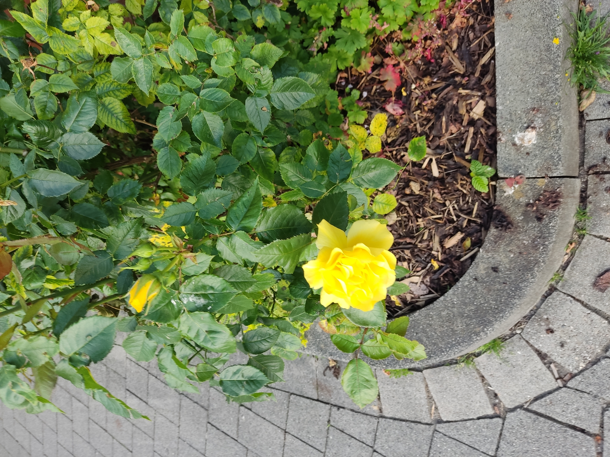 A close-up, eye-level shot captures a vibrant yellow rose in full bloom. The rose is the focal point, positioned slightly to the left of center. Its petals are layered and fully open, revealing a rich yellow hue. Behind the rose, a dense bush of green foliage is visible, with numerous leaves and several rosebuds in various stages of development. Some of the leaves show yellowing, indicating potential nutrient deficiency or disease. The rose bush is planted in a raised garden bed edged with a weathered concrete border. The ground within the bed is covered with mulch, with scattered fallen leaves and a few small, reddish leaves. To the left of the garden bed is a paved walkway made of gray interlocking stones arranged in a diagonal pattern. In the background, more greenery and some dappled sunlight can be seen. The scene appears to be an outdoor setting, likely a garden or park. The image does not contain any people or animals. The specific location in Rheine, Germany, cannot be determined from the image alone.