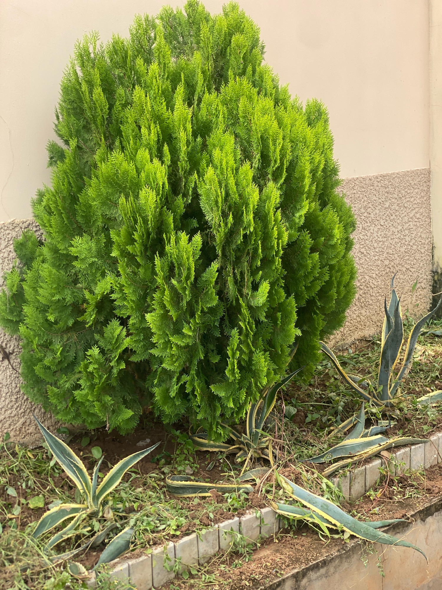 In Barden Yana, Nigeria, a vibrantly green, dense evergreen shrub is positioned centrally in the frame, its foliage creating a rounded, full shape. To the right and foreground of the shrub, several agave plants with long, sword-like leaves edged in yellow are visible. Some of these agave leaves appear to be detached and lying on the ground. The plants are situated in a garden bed bordered by a low, light-colored concrete retaining wall and edging stones. Behind the shrub, a textured wall of a building is present, with the ground covered in soil and scattered green weeds. The lighting suggests it is daytime, with the sun casting subtle shadows.