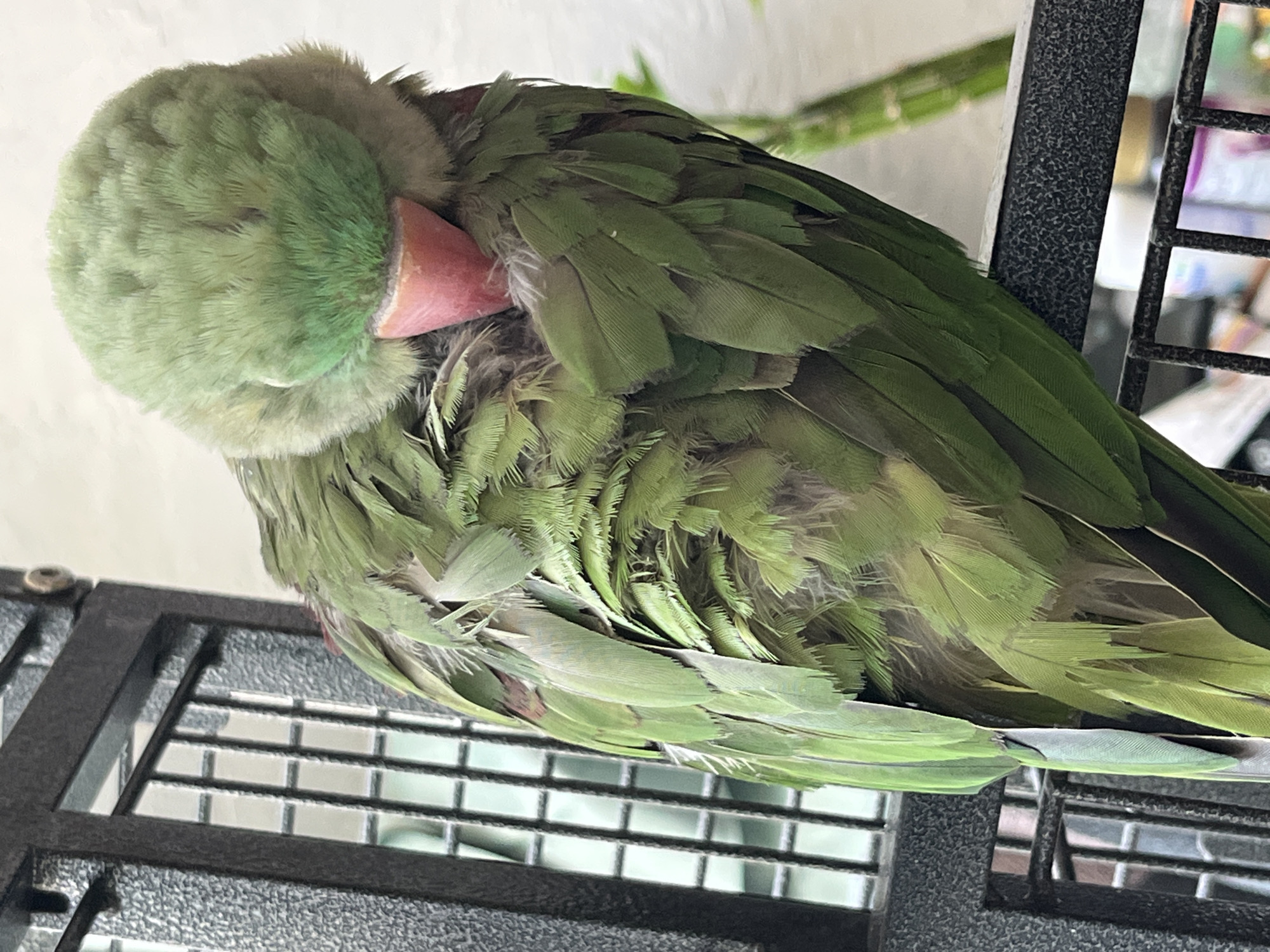 A green parrot is the central subject of the image, positioned in profile and resting with its head tucked deeply into its fluffed, light green feathers. Its plumage is predominantly various shades of green, with a notably red or pinkish-orange beak. The bird's feathers appear somewhat ruffled and voluminous, suggesting a state of comfort or rest.
The parrot is perched on a dark, textured metal structure, which is clearly identifiable as part of a bird cage due to the visible vertical and horizontal bars to the left of the bird. The background behind the cage is out of focus, revealing a light-colored wall or surface. Through the cage bars, a vertical green plant stem, possibly bamboo, is visible, along with indistinct, blurred household objects or containers in the distant background. The lighting suggests an indoor setting. This scene is located in the city of Pazardzhik, Bulgaria.