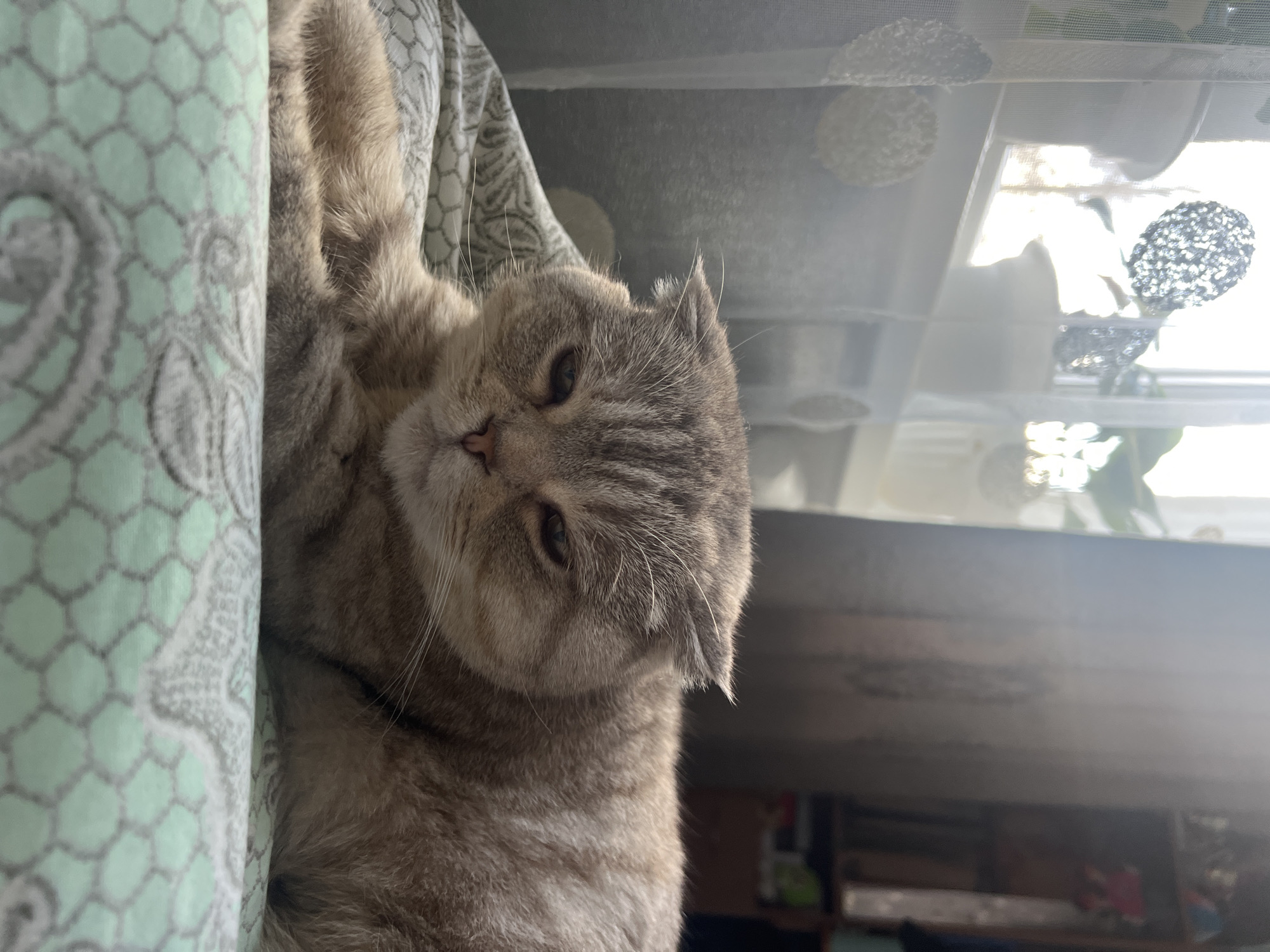 A light grey and tan striped (tabby) cat, likely a Scottish Fold due to its distinctive folded ears, is the central subject of the image. The cat is lying on its side, with its head turned towards the viewer, displaying a relaxed, sleepy expression with partially closed dark eyes and prominent white whiskers. Its soft fur covers most of its body, which is nestled into patterned bedding.
The bedding immediately to the cat's left is light green with a subtle white or light grey geometric honeycomb pattern, interspersed with elegant floral or scrollwork designs. Another piece of patterned bedding, white or light grey, is visible behind the cat's head.
In the background to the right, a window with sheer white curtains allows bright natural light to flood the scene, indicating it is daytime. Through the translucent curtains, decorative, possibly metallic, circular elements are visible, suggesting they are either part of the curtain design or attached to the window frame. The lower part of the background is darker and blurred, hinting at interior room details such as furniture or shelves. The overall scene depicts a peaceful indoor domestic setting, located in Chaikovsky, Russia, with the cat appearing calm and restful. There is no visible text.