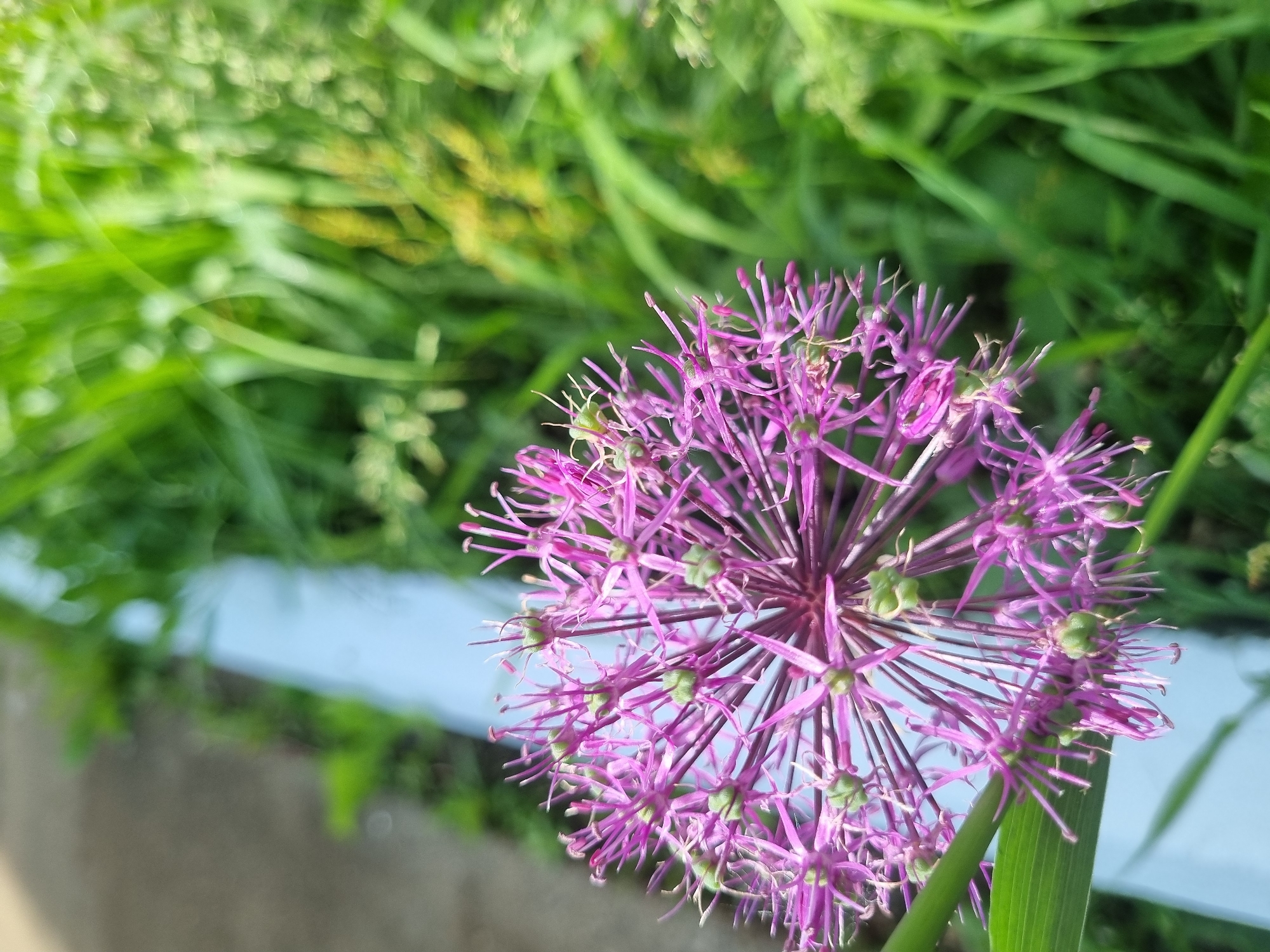 The image shows a purple allium flower in bloom, with numerous florets radiating from a central point, against a backdrop of green foliage. The flower is positioned in the foreground, slightly off-center to the right. The green foliage in the background appears to consist of grasses and other plants. A grey concrete surface and a light blue painted wall are visible on the left side of the image. There are no people visible. The location of the photo is not identifiable as Kemul, Russia.