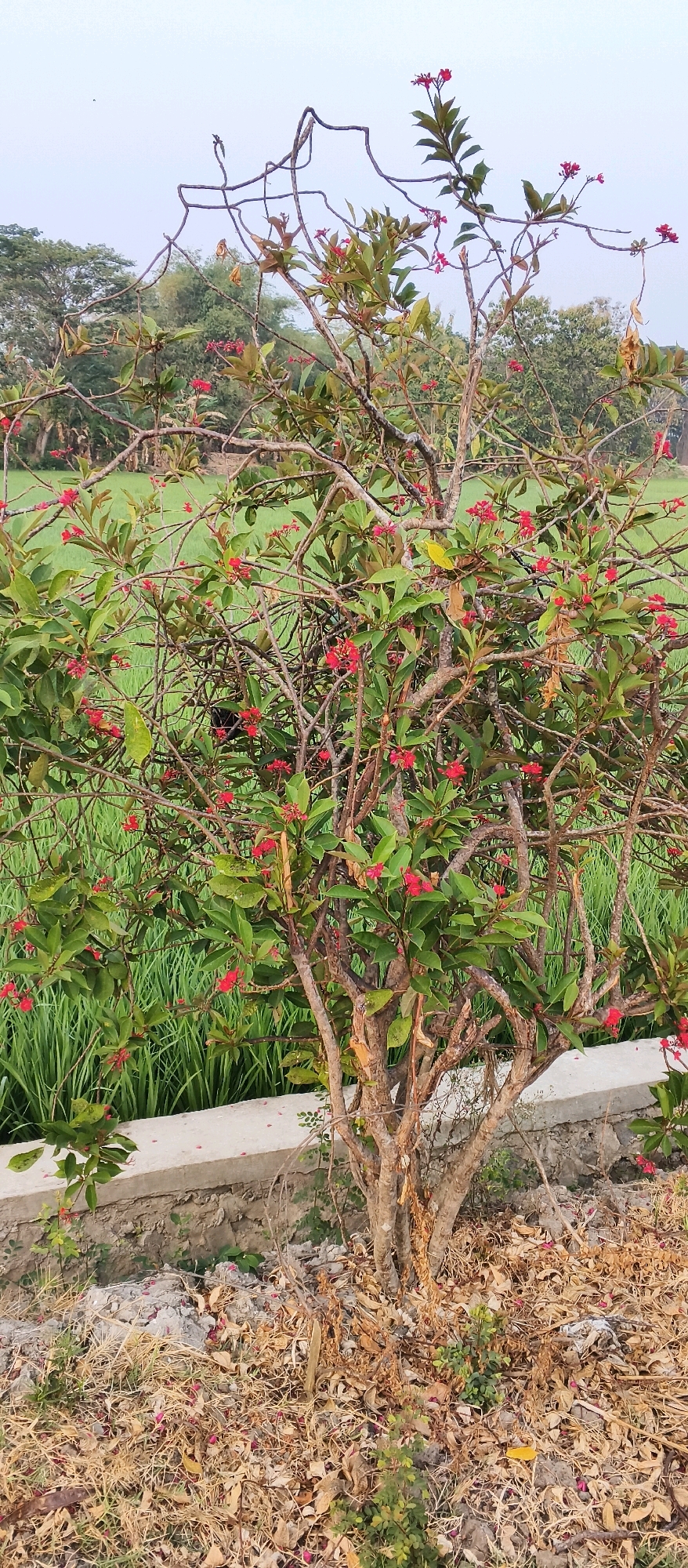 A vertical, eye-level medium shot captures a small flowering tree with red blossoms against a blurred green background of grass or crops, likely in Japanan, Indonesia. The tree has a rough, textured trunk and numerous branches, some bare and twisted, while others are adorned with green leaves and clusters of small red flowers. The ground beneath the tree is covered in dry leaves and some scattered pink petals. A low concrete wall runs horizontally across the lower middle section of the image. The sky is overcast and pale. No people or animals are visible in the scene.