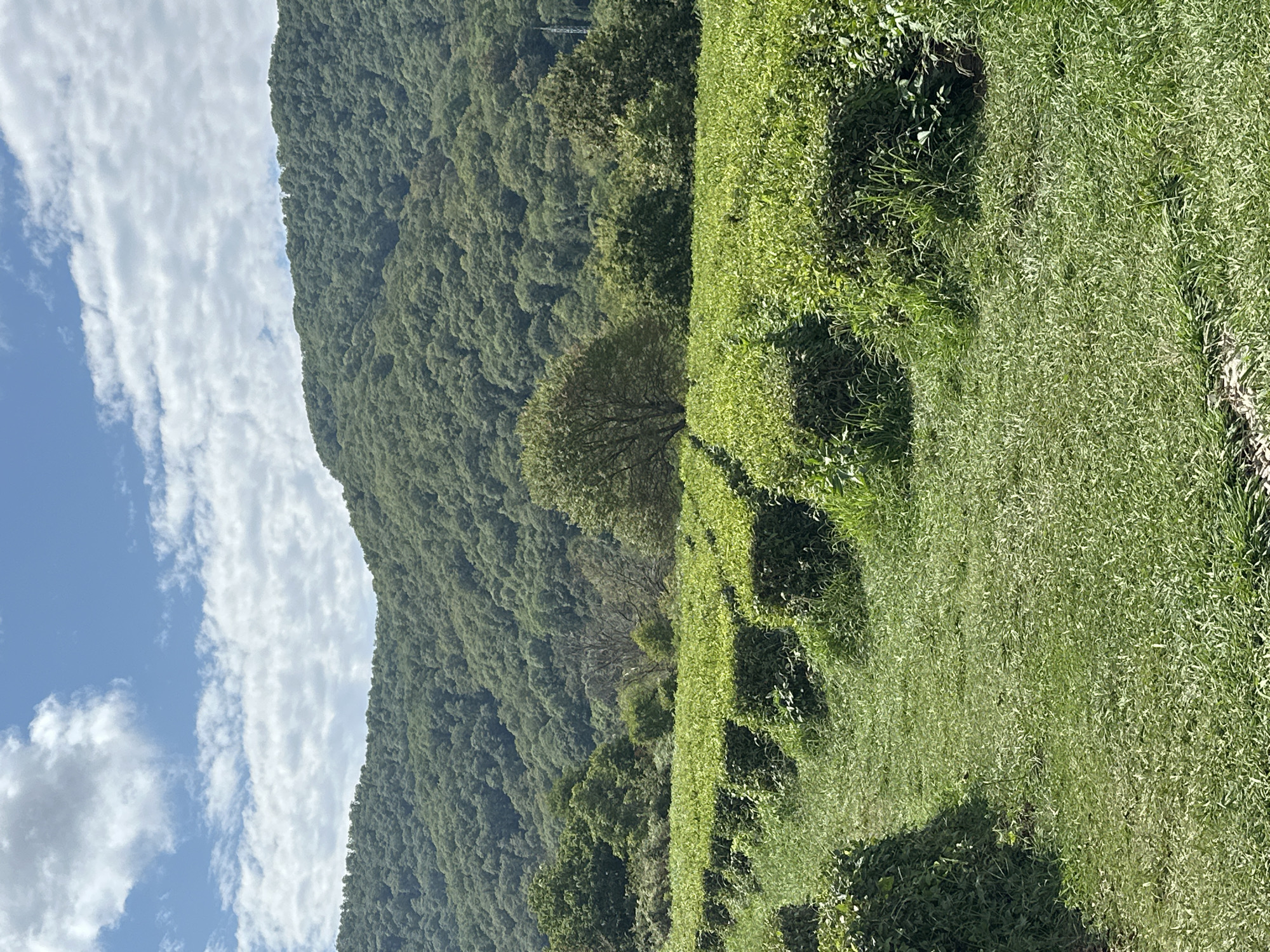 A vertical, eye-level shot captures a lush green tea plantation under a bright blue sky dotted with white, fluffy clouds. The foreground is dominated by neatly trimmed rows of tea bushes, creating a maze-like pattern with grassy pathways between them. In the mid-ground, mature trees with full foliage stand scattered amongst the tea plants, and further back, a dense, verdant forest covers the rolling hills that form the background. The scene is one of natural beauty and agricultural cultivation, likely situated in the picturesque region of Bolshoy Kichmai, Russia, known for its scenic landscapes. There are no people or animals visible in the frame.