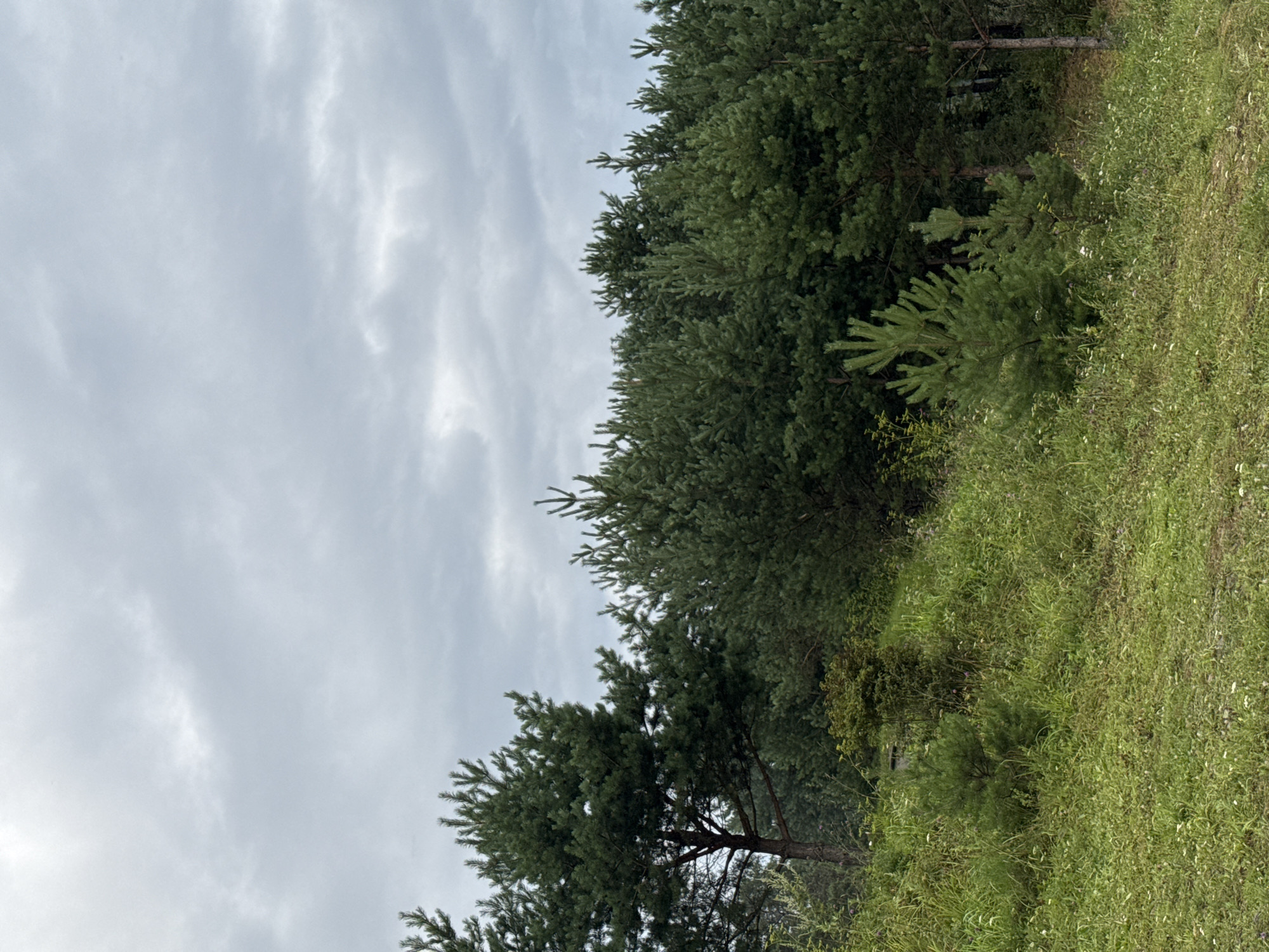 The image depicts a natural landscape dominated by a dense forest of pine trees under a cloudy sky. The foreground features a grassy slope with scattered small wildflowers and patches of green vegetation. Several young pine saplings are visible on this slope, with a larger pine tree to the left. Behind the slope, a line of mature pine trees forms a thick forest canopy. The sky is overcast with muted gray clouds. The scene appears to be located in a rural or wilderness area, consistent with the natural environment surrounding Усть-Мана, Russia. There are no people or animals visible in the image, and no discernible human-made structures, suggesting a remote, natural setting. The overall impression is one of a tranquil, somber natural environment.
