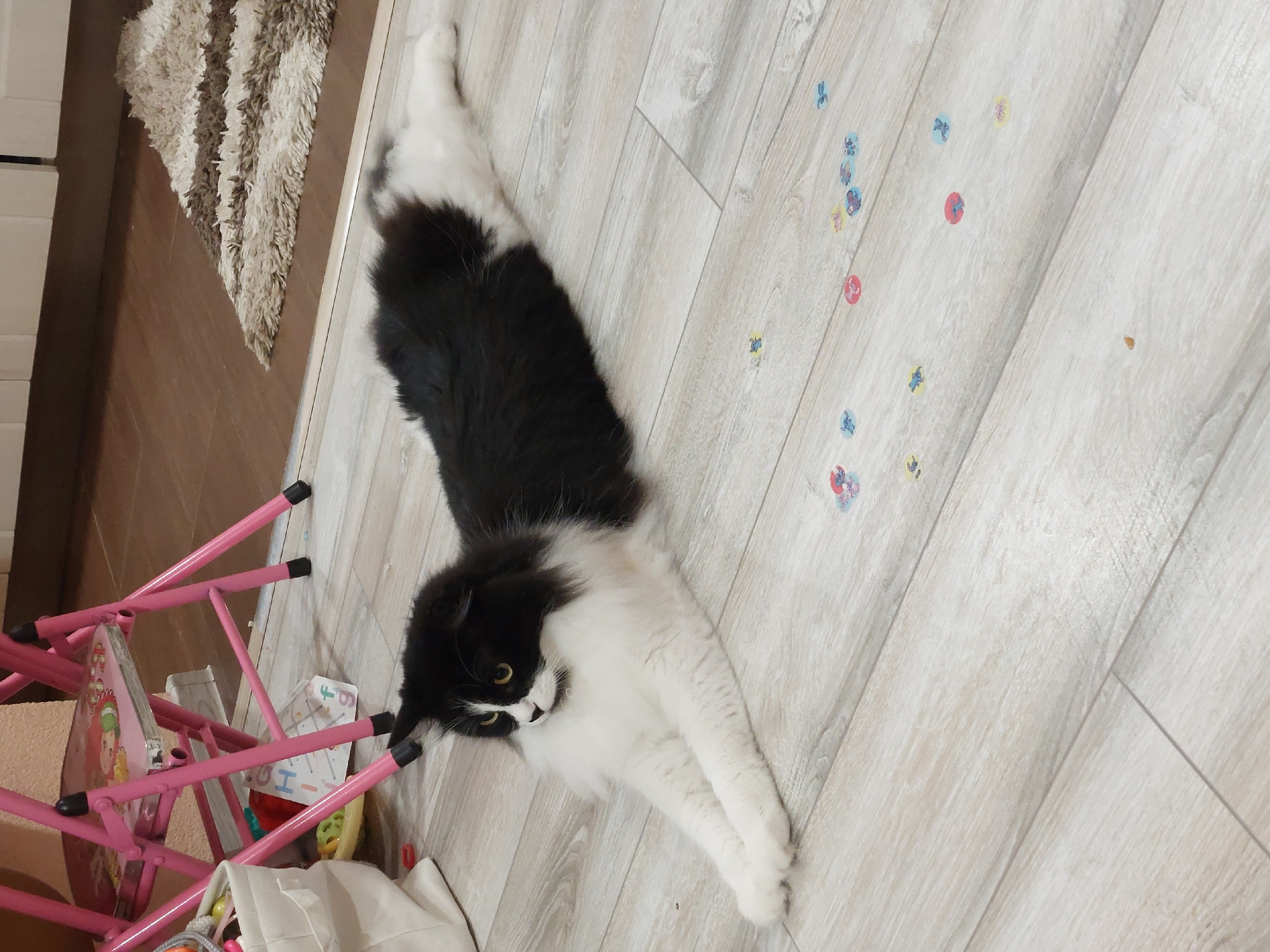 A black and white cat is lying stretched out on a light-colored wooden floor. The cat has long fur, a white chest and paws, and a black back and head with a black mask over its eyes. The cat's paws are extended forward. Scattered on the floor are several small, colorful circular stickers, some with cartoon images. In the background, a pink metal folding chair with a cartoon image on its seat is visible, along with a white fabric bag and some toys. Further back, a striped rug is on a darker floor. This scene appears to be indoors, likely in a residential setting, and does not provide any specific clues to its location within the city of Plovdiv, Bulgaria.