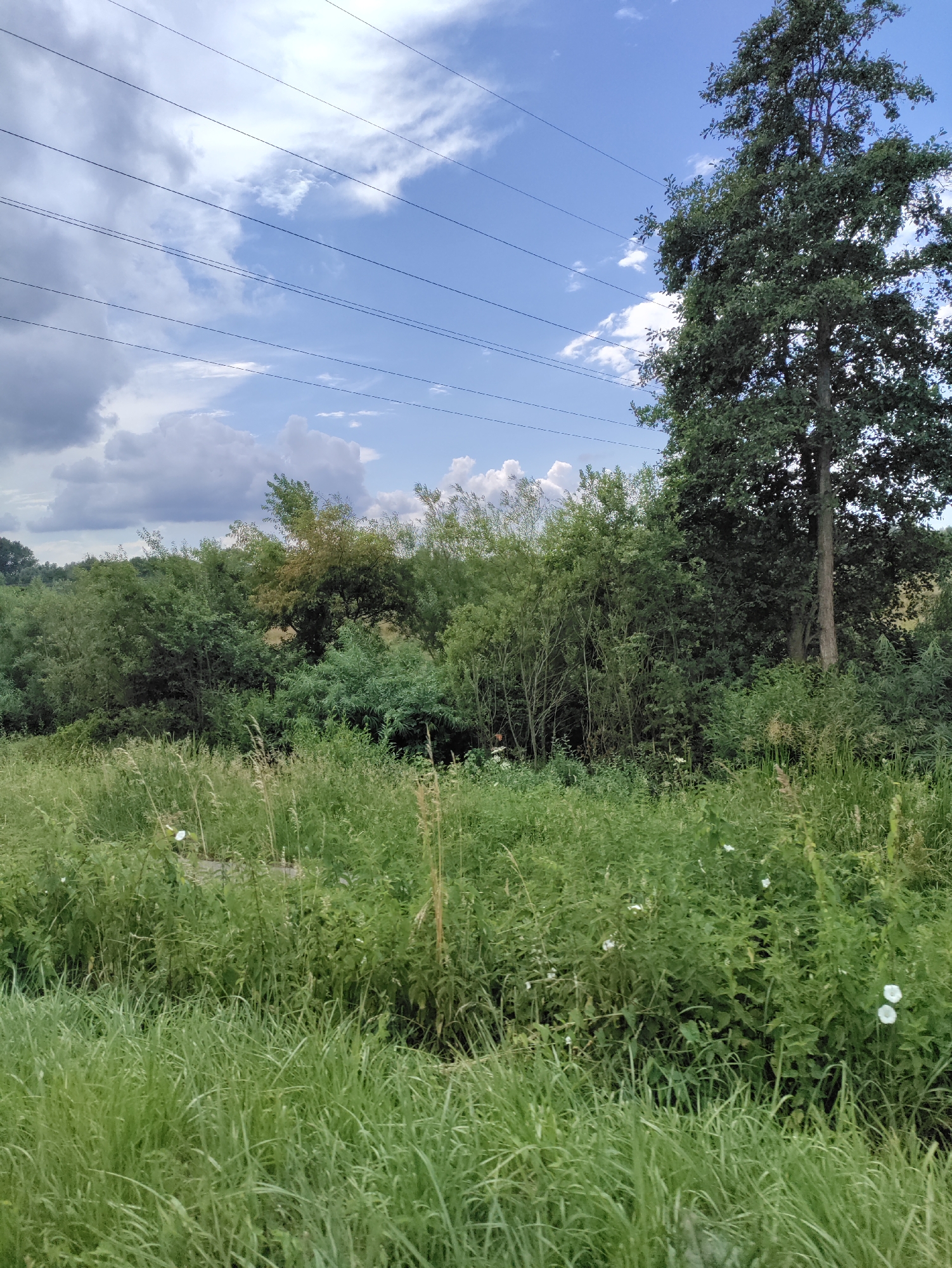 This is a landscape photograph taken outdoors, likely in a rural or semi-rural setting, possibly in Itzehoe, Germany. The scene is dominated by lush green vegetation, including tall grasses and various bushes and trees. In the foreground, dense, bright green grass grows abundantly. Behind this, a thick line of various green bushes and trees creates a natural barrier, with some taller trees interspersed. To the right, a prominent, mature tree with a thick trunk and dark green foliage stands out against the backdrop. Above the vegetation, a bright blue sky is visible, partially obscured by scattered white clouds and the dark lines of power lines stretching across the frame. The lighting suggests it is daytime, with the sun likely high in the sky, casting a bright, natural light on the scene. The weather appears to be fair, with a mix of sun and clouds. There are no people or explicit man-made structures, apart from the power lines, which suggest the presence of infrastructure near the natural landscape. The overall impression is one of natural beauty and serenity, with a hint of human presence through the electrical infrastructure.