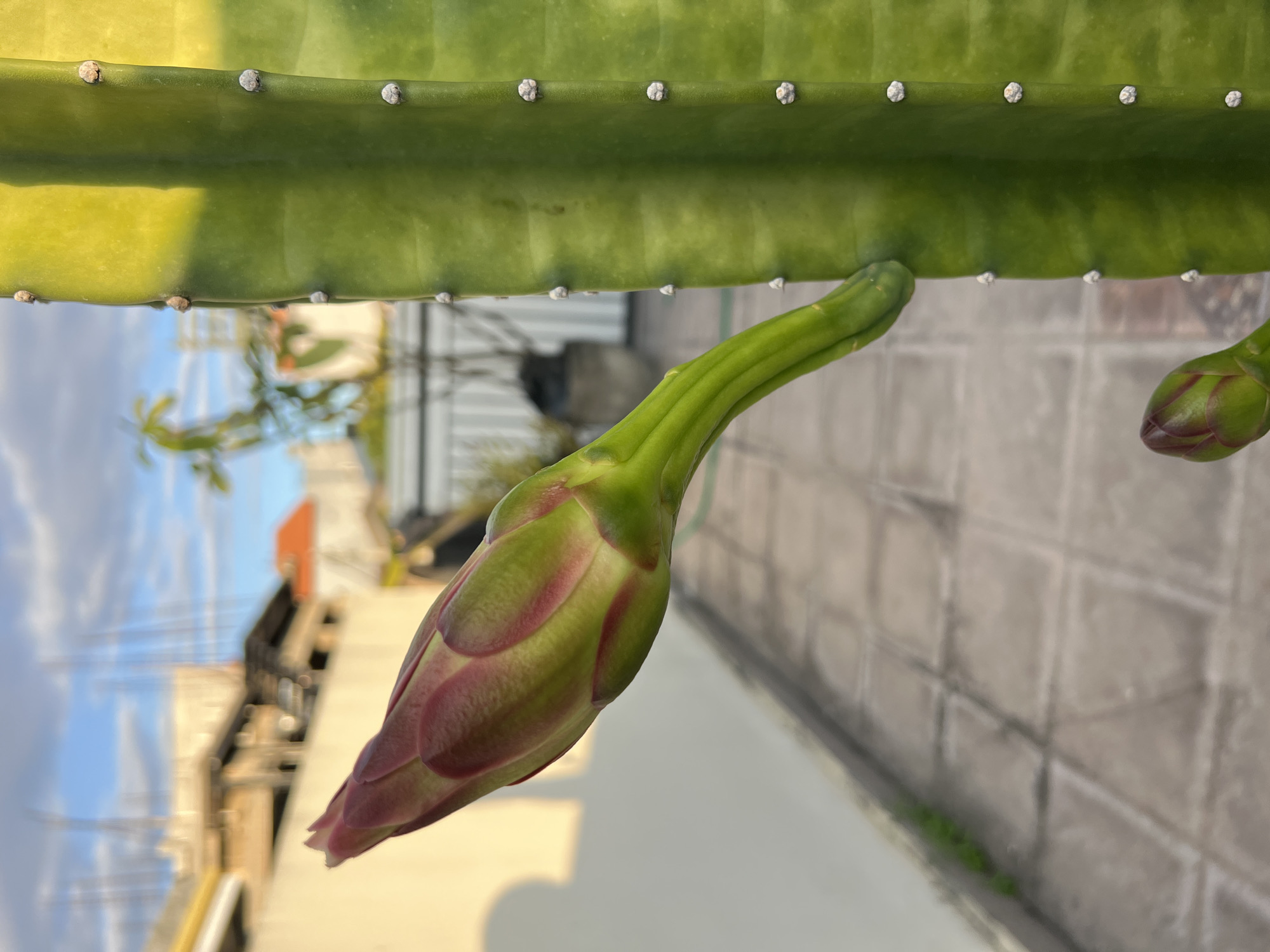 A close-up, brightly lit, outdoor shot depicts a green, cactus-like plant stalk growing horizontally across the top of the frame. The stalk has evenly spaced, small, round white points along its edges. Two flower buds protrude downward from the stalk. The larger bud, centrally located, is mostly green with subtle red-purple tinges along its edges. The smaller bud is to the right of the larger one.
The background is a blend of urban elements. Blurred buildings with roofs are visible on the left side, partially obscured by the plant. The right side displays a light gray, tiled surface, possibly a patio or rooftop area. The overall scene appears to be in a residential or urban gardening setting. The location is indicated as North Kuta, Indonesia. There are no people visible.