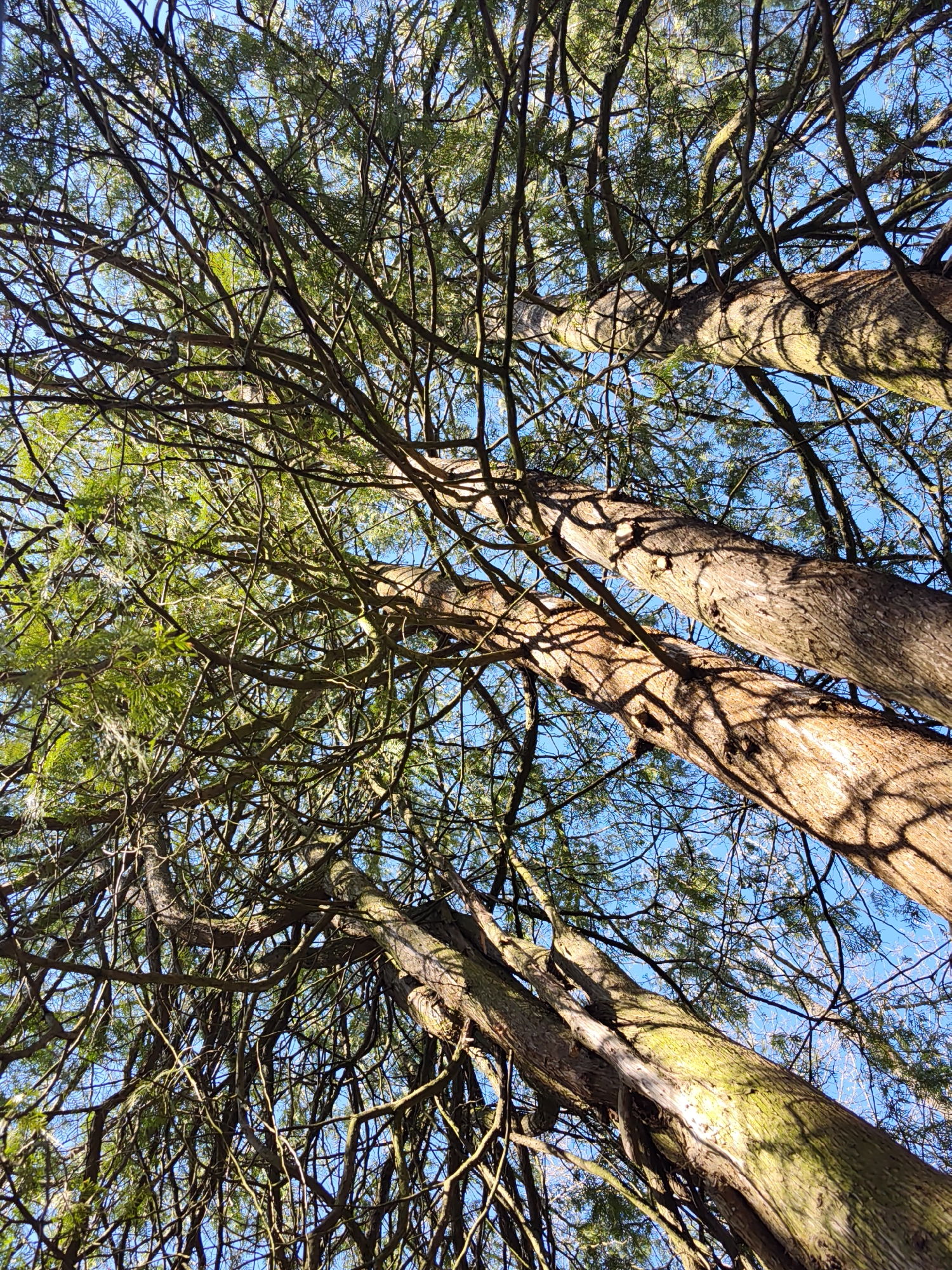 The image presents a view looking up through the branches and trunks of several trees towards a blue sky. The tree trunks are a brownish color, with some patches of green, likely moss or lichen. The branches are complex and dense, creating a latticework against the sky. Sunlight filters through the foliage, creating shadows on the tree trunks. The image does not depict the city of Kratovo, Russia, or any people, subjects, objects, actions, or interactions beyond the trees and sky.