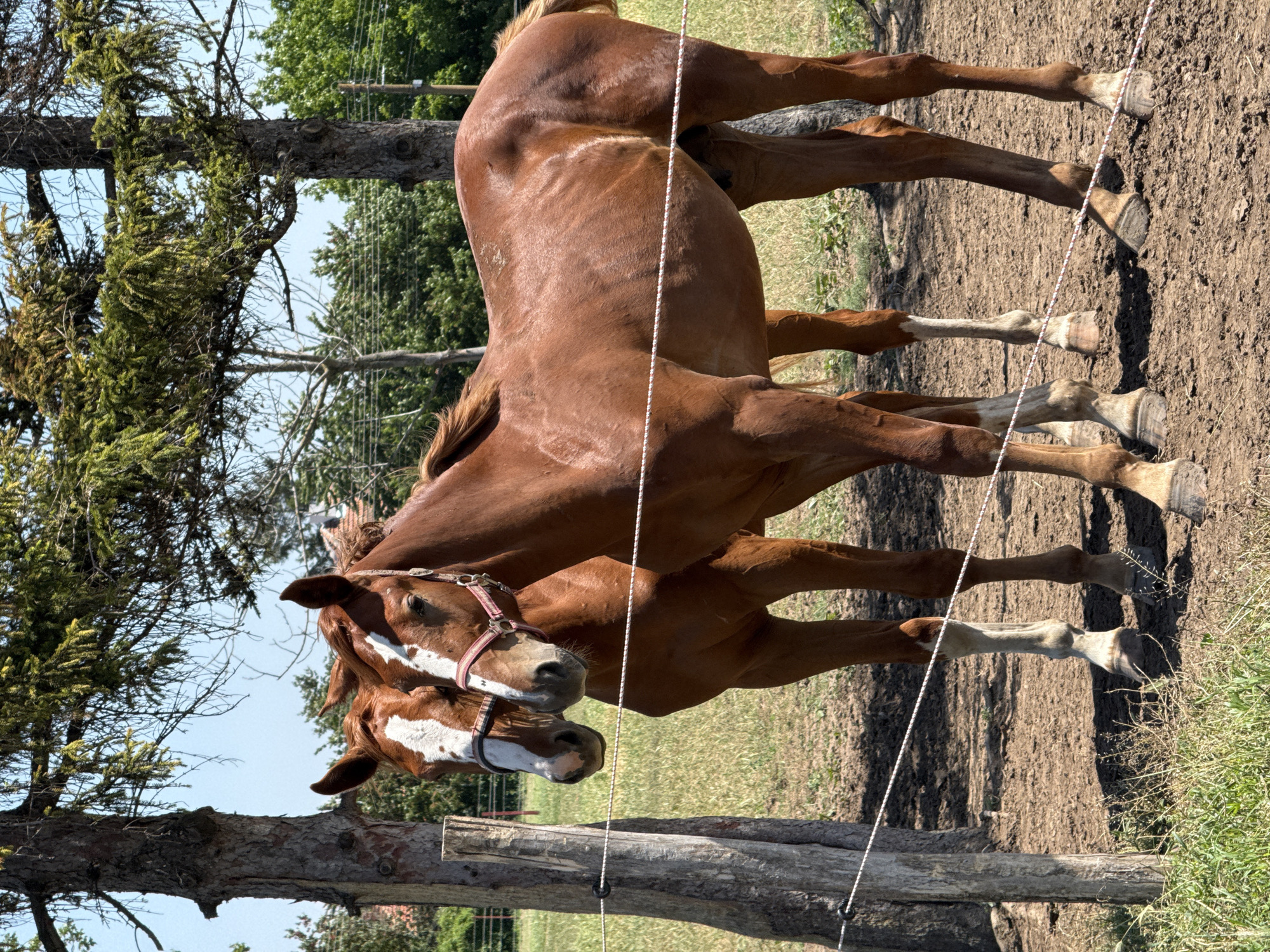 The image depicts two chestnut-brown horses standing in an outdoor enclosure in Slavovitsa, Bulgaria, under a clear blue sky. Both horses have white blaze markings on their faces and are wearing halters; the horse on the left has a white halter, and the horse on the right wears a pink and white striped halter. They are positioned in the center-right of the frame, facing slightly left. A white electric fence, marked with red stripes, runs across the foreground, partially obscuring the horses' lower bodies. The fence is attached to a weathered wooden post on the far left and continues towards the right. The ground in the immediate foreground is dry, cracked dirt with sparse green grass patches. In the background, a large tree with dark bark and green foliage stands to the left of the horses, and another tree trunk is visible on the far right. Further back, a grassy field leads to a line of deciduous trees. Distant power lines and faint structures (possibly residential buildings) are visible on the horizon beneath the bright sky. The scene is illuminated by direct sunlight, casting shadows on the ground. No human subjects are present.
