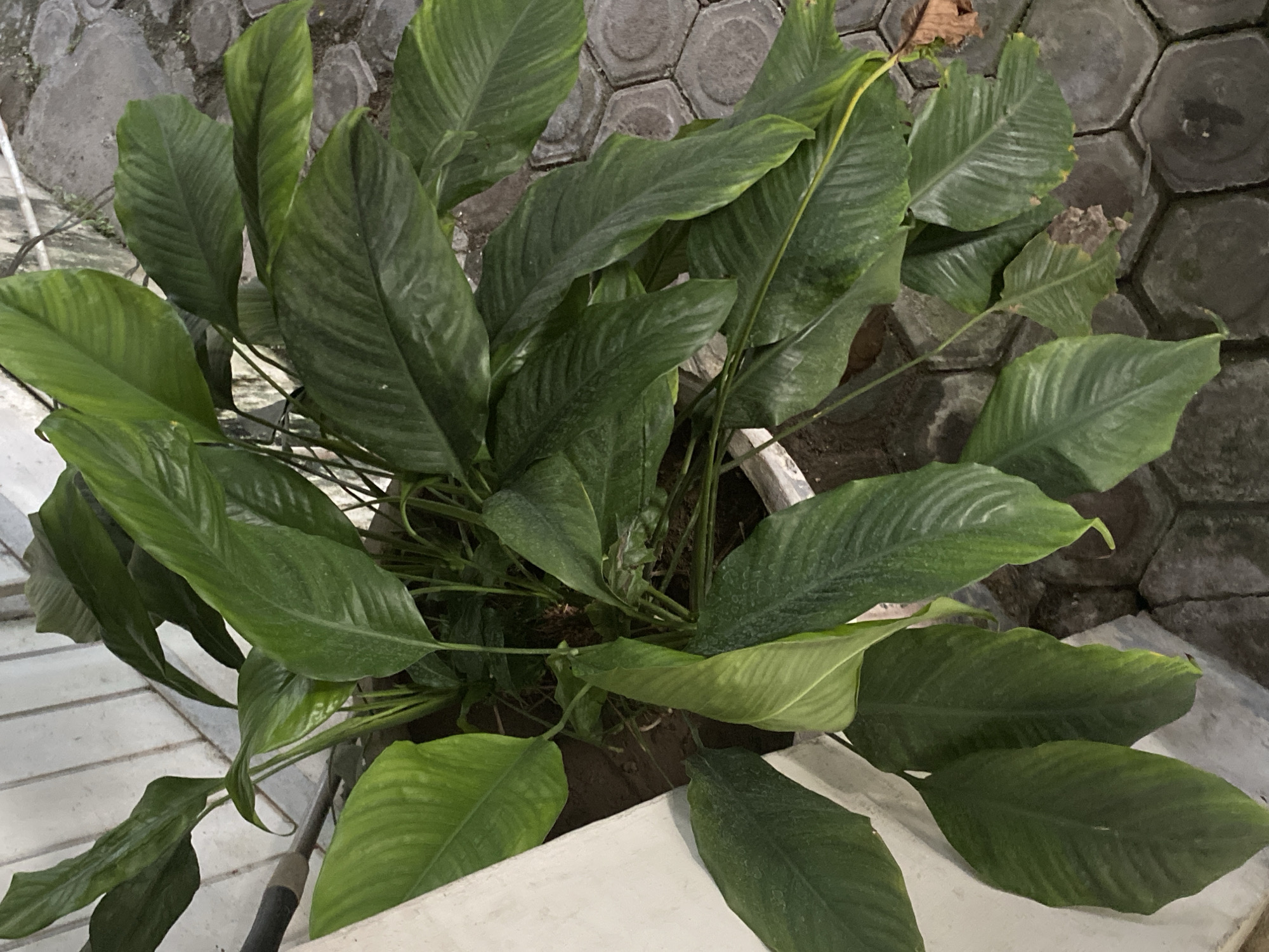 A potted Peace Lily plant is situated next to a light-colored, textured wall on the left, with hexagonal pavers covering the ground on the right. The plant has large, dark green, glossy leaves with prominent veins, some of which are tinged with yellow and show signs of browning and damage. The foliage is dense and cascades downwards. A portion of a black tool, possibly a shovel or broom handle, is visible entering the frame from the upper left. The scene appears to be outdoors, in an urban setting, likely in a residential or public walkway area within Banda Aceh, Indonesia, based on the architectural style and paving material commonly found in the region. No people or animals are present in the image.