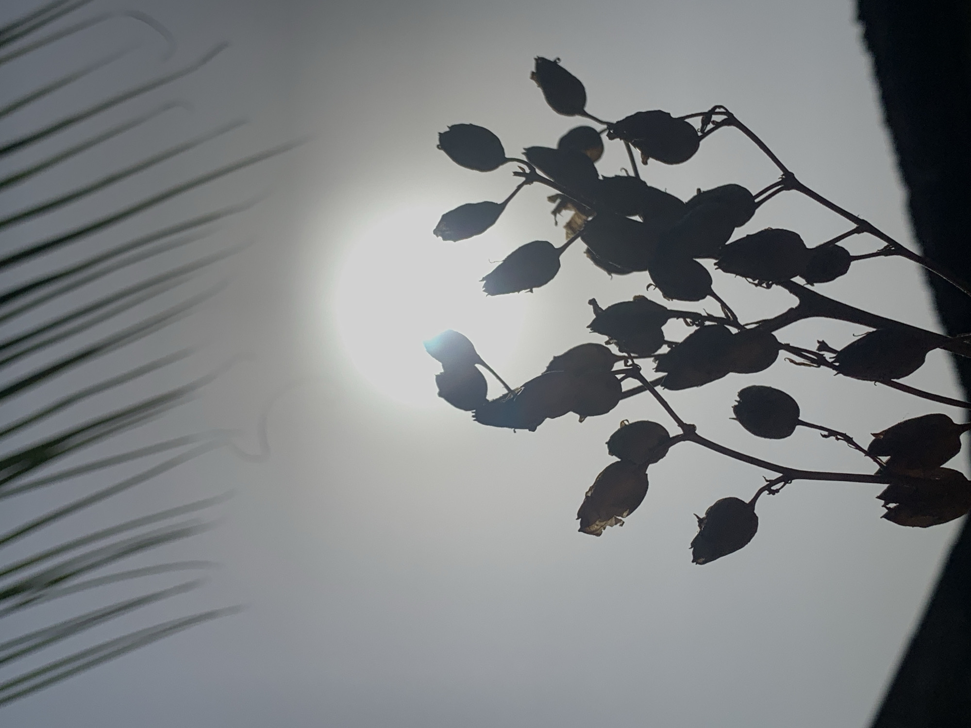 The photograph is taken in Ikorodu, Nigeria. It shows the silhouette of a plant with seed pods against a bright, hazy sky with the sun directly behind it, causing a strong backlight effect. To the left of the plant, there is a blurred suggestion of palm fronds. The right of the scene is blocked by an unknown dark vertical object.