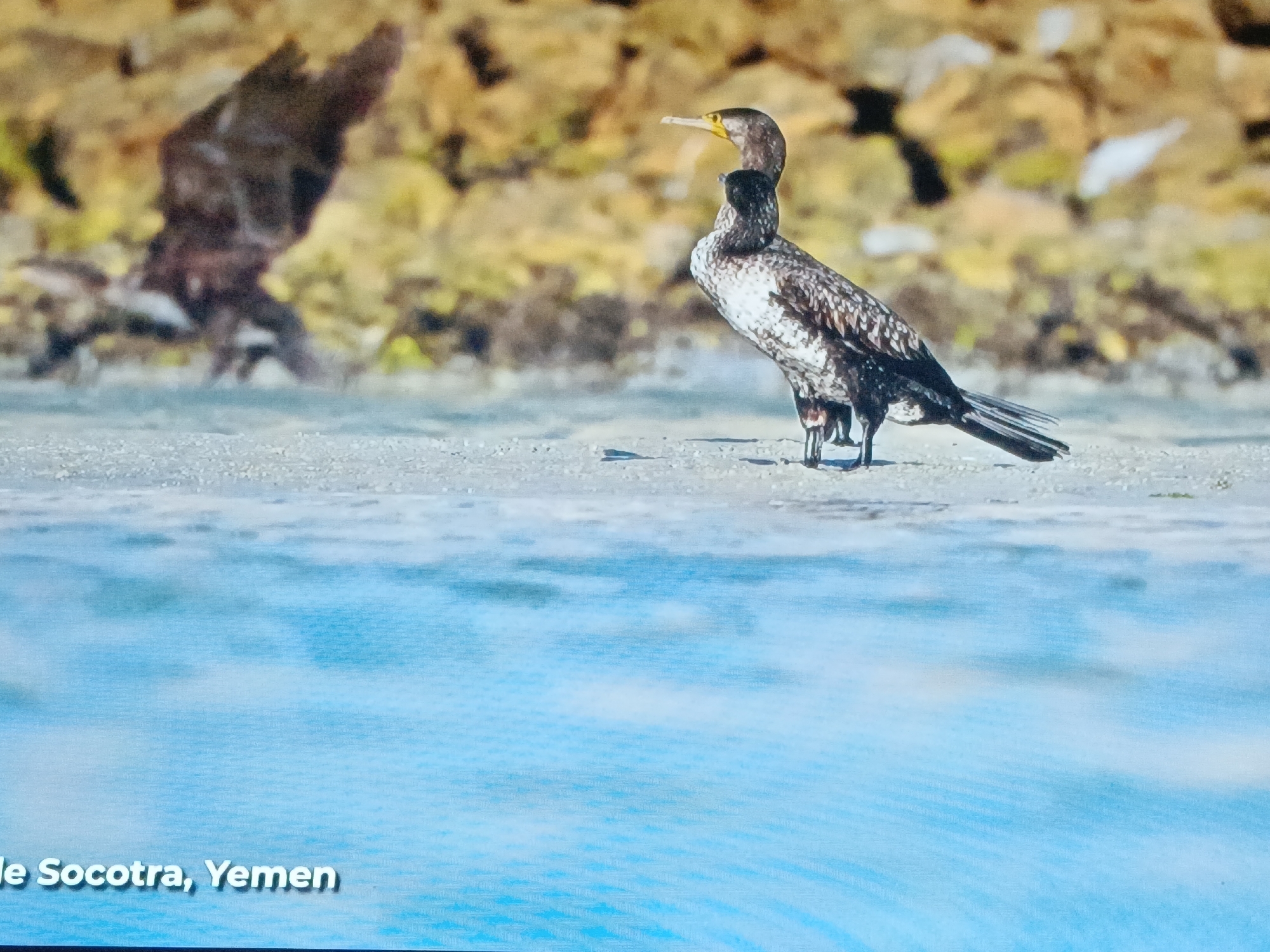 The image shows a Socotra Cormorant standing on a beach with another bird in the background. The location is Socotra, Yemen. The cormorant in the foreground is facing right, with a black and white speckled body and a yellow beak. The background is a blurry mix of beach and rocks. The foreground is blue water.