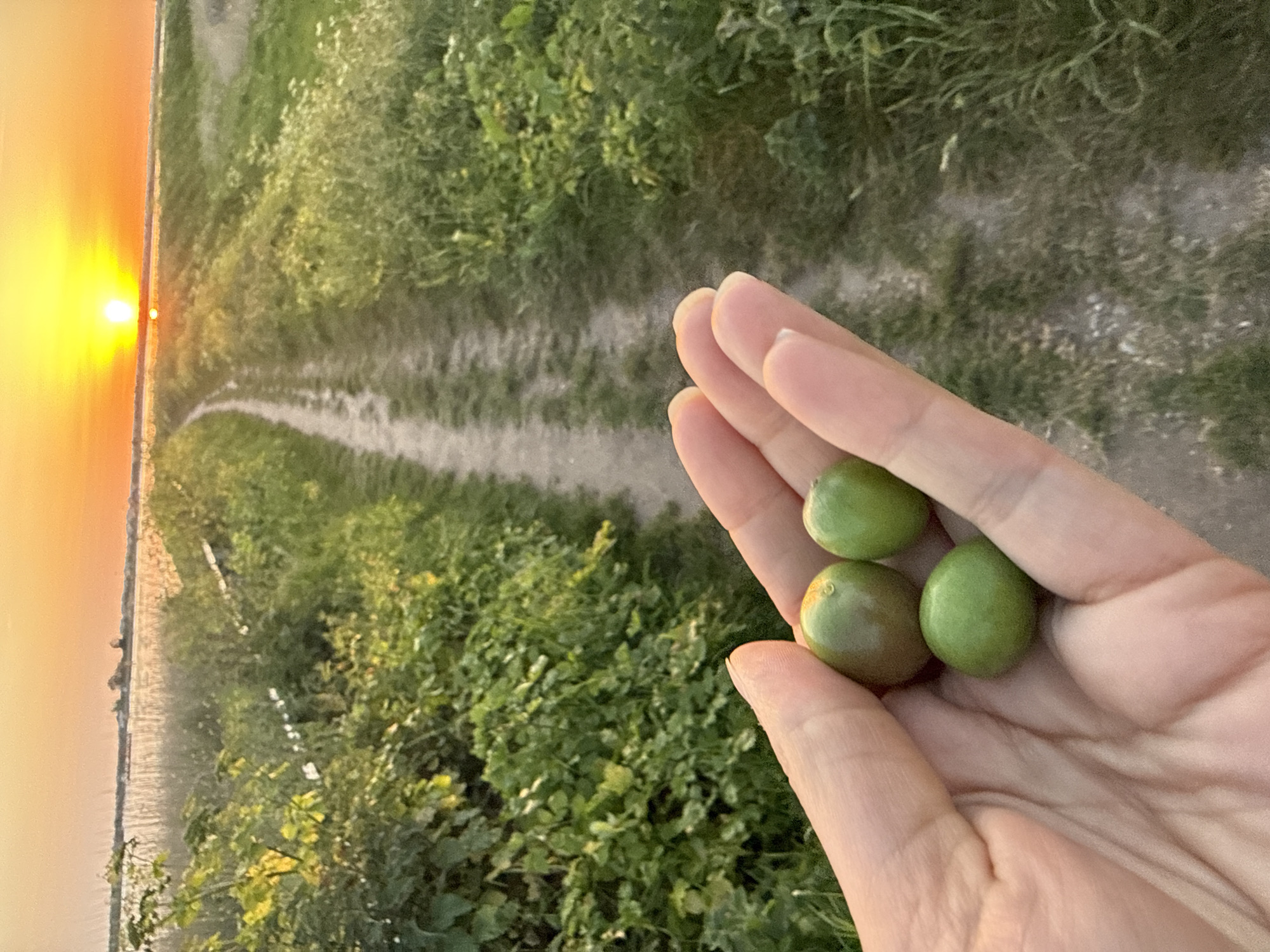 A hand holds three green fruits against a background of a verdant landscape. A dirt path cuts through the field. The sun sets on the horizon. The location is possibly the marshland near Great Yarmouth, United Kingdom.