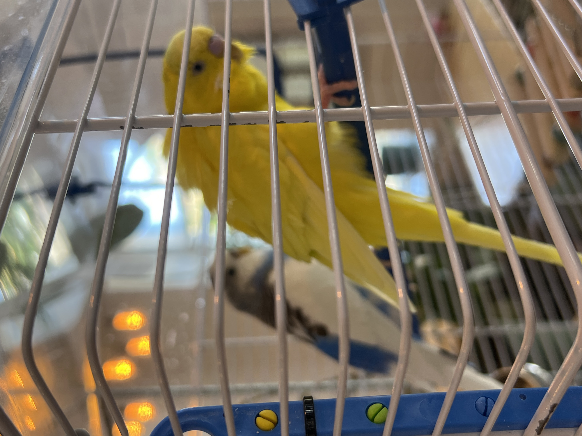 The image shows two budgerigars inside a cage. One budgerigar is bright yellow and in focus, positioned on the right side of the frame. Its beak is slightly open, and its eye is visible. The other budgerigar, which is white and grey with blue markings, is out of focus and positioned behind the yellow one on the left. The cage has white bars and a blue perch on the left side, with two yellow and one blue connector visible. In the background, through the cage, blurred lights can be seen, suggesting an indoor environment. There is no indication of the specific location in Odesa, Ukraine.