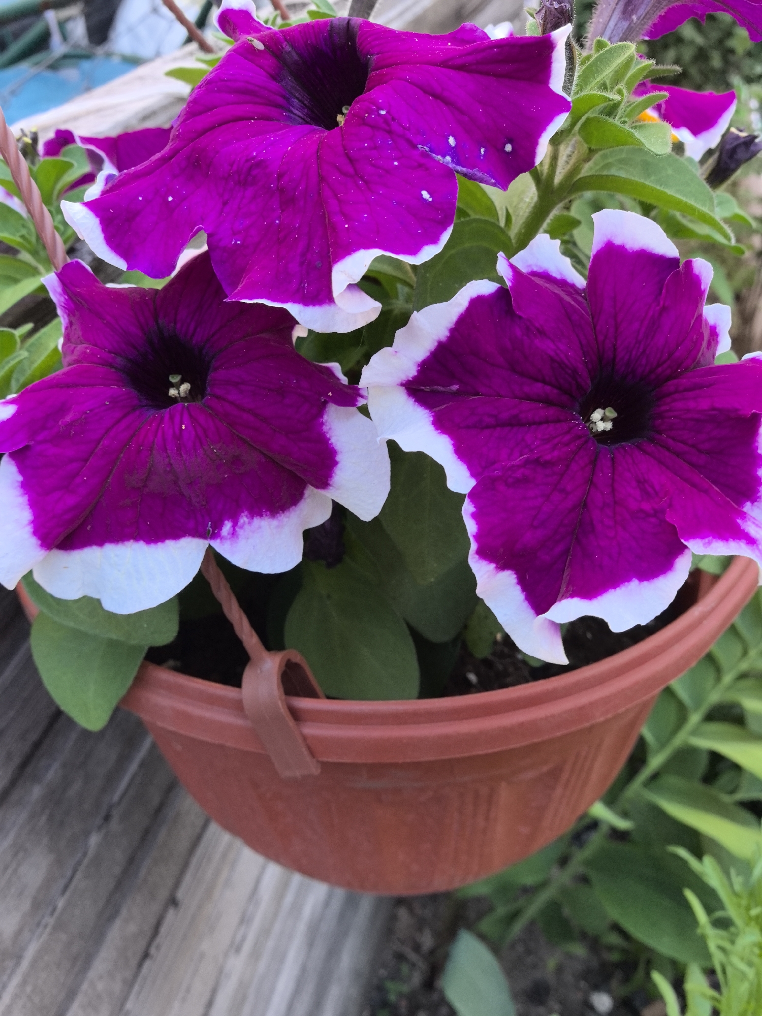 A close-up, eye-level shot showcases three blooming petunia flowers with deep purple petals edged in white, suspended in a brown plastic hanging planter. The planter is partially visible at the bottom of the frame, supported by a brown hook. The flowers are vibrant and detailed, with visible veins on their petals and fuzzy green leaves peeking out from behind them. The background is blurred, with hints of a wooden surface and foliage, suggesting an outdoor setting. The lighting is natural, highlighting the textures and colors of the flowers.