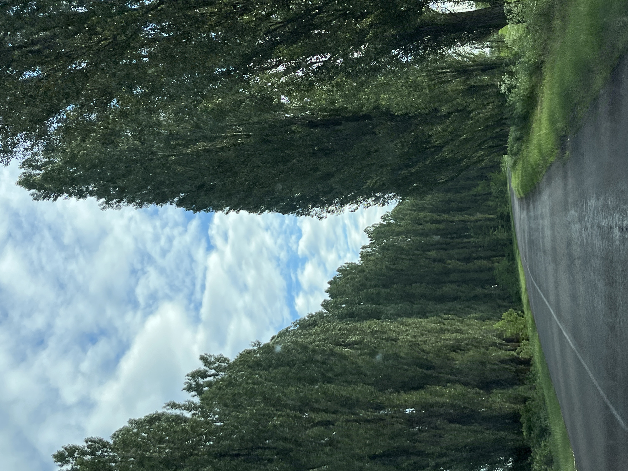 The image depicts a road lined with tall, slender trees, creating a natural avenue. The road itself appears to be asphalt and has a white line marking the center. The trees are densely packed on both sides of the road, with their foliage creating a canopy effect. Green grass grows along the sides of the road and between the trees. The sky above is partly cloudy with a mix of blue sky and white clouds. The overall scene suggests a rural or suburban setting, possibly a scenic route or an entrance to a village. The location is identified as Zhurivka, Ukraine. There are no people or animals visible in the image.