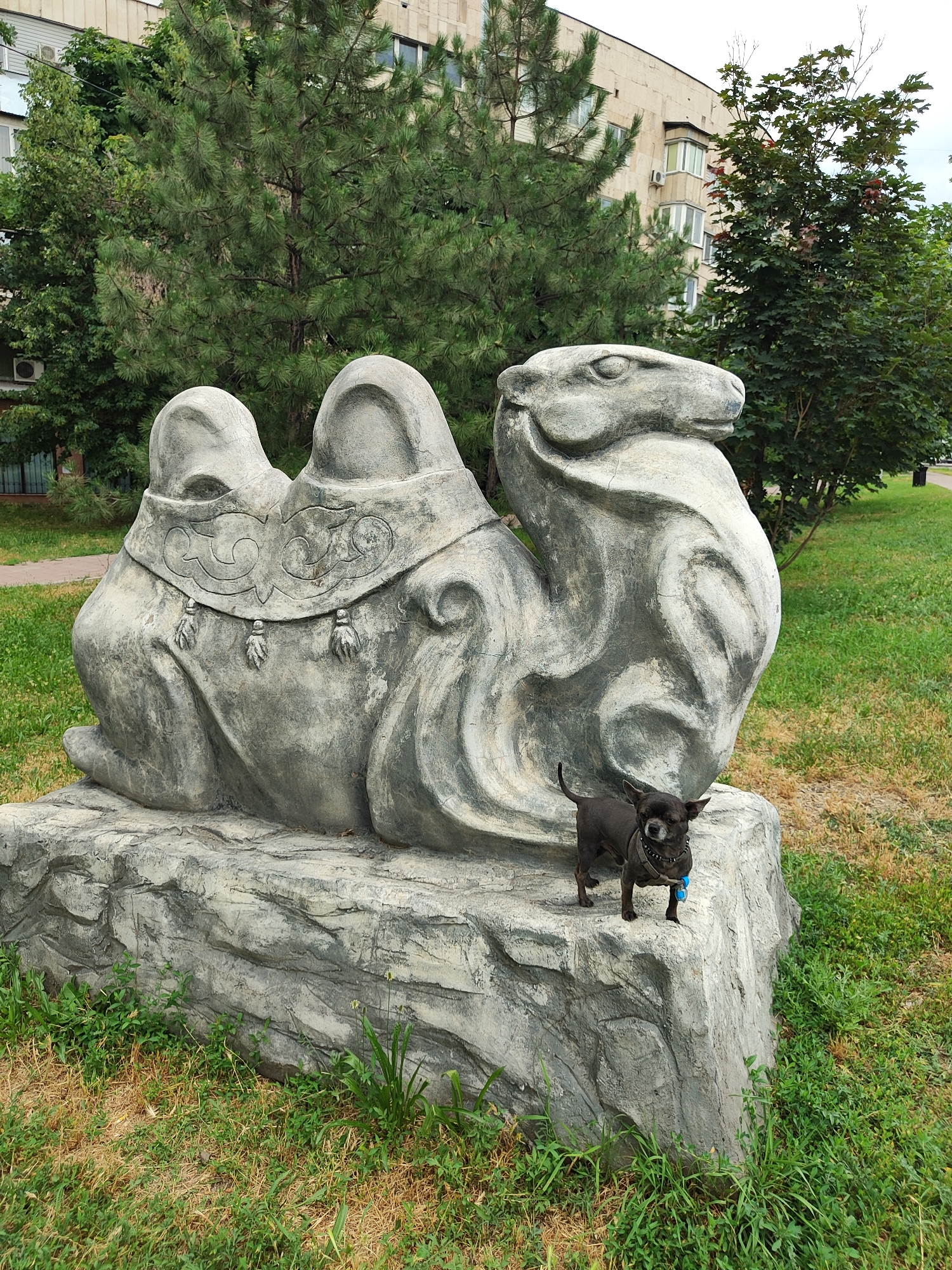 In Almaty, Kazakhstan, a small, dark-colored dog stands on a large, grey, stone sculpture of a camel. The sculpture is textured to resemble rock and features decorative elements around the camel's hump. The dog, wearing a collar with a blue tag, is positioned to the right of the sculpture. The background consists of a building with multiple windows, green trees, and a grassy area. The overall setting appears to be an outdoor public space.