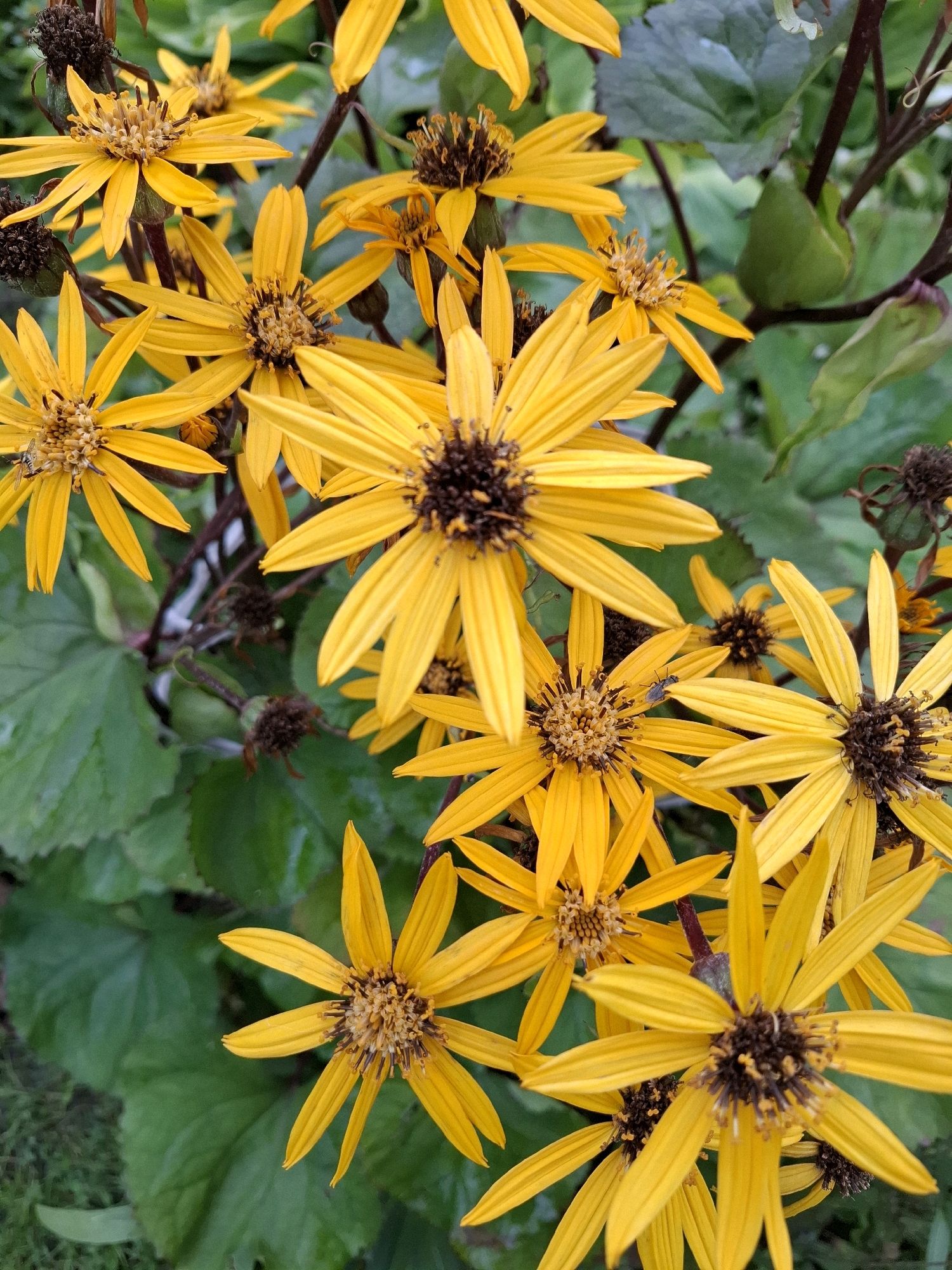 A close-up, eye-level shot captures a cluster of bright yellow flowers with dark centers, densely packed and blooming in the foreground. The flowers have numerous slender petals radiating outwards, and their stems and some dried flower heads are visible, some with a dark, almost black hue. The background is a blur of lush, green foliage, suggesting a natural, outdoor setting. The lighting is natural, casting soft shadows and highlighting the vibrant colors of the flowers. There are no people or animals visible in the image. The scene is static and appears to be a garden or a wild patch of flowers. This image is located in Romantik, Russia, where the specific flora suggests a temperate climate and a possible summer blooming season.