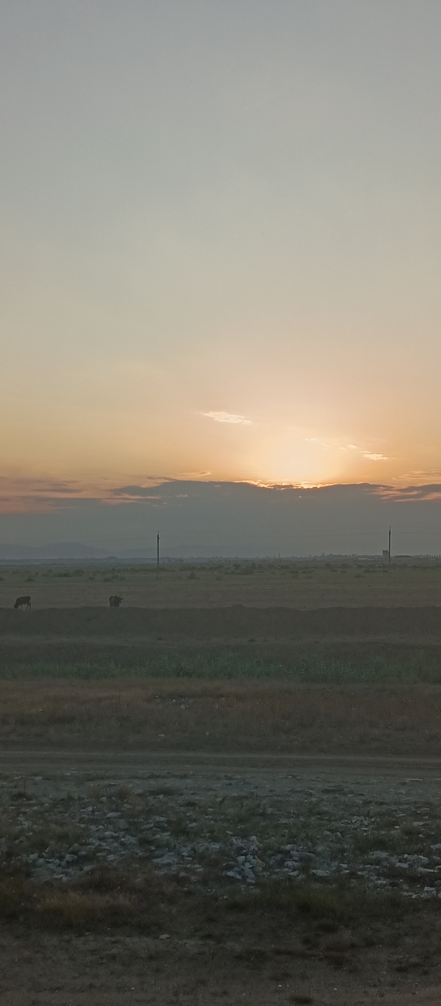 The image captures a rural landscape at dusk. The sky is a gradient of pale yellow and blue, with a band of clouds near the horizon where the sun is setting, casting a warm glow. In the middle ground, a flat, grassy field stretches out, with two poles and some distant structures suggesting human habitation. Two cows are visible grazing in the field. The foreground consists of a patch of dry grass and stones, indicating a somewhat arid or uncultivated area. The overall scene is peaceful and natural, with a hint of industrial presence from the poles and distant buildings. The location is identified as Krasnoarmeyskoye, Russia.