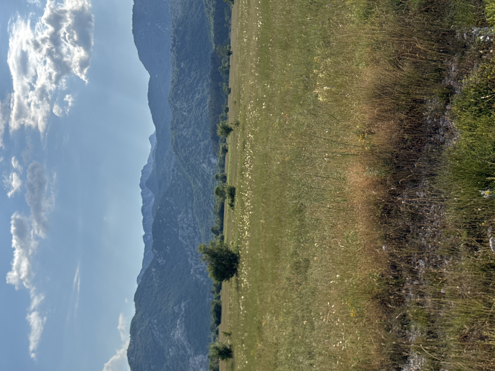 This is a landscape photograph taken in the vicinity of Dragalj, Montenegro. The image depicts a vast, sun-drenched meadow filled with tall grasses and scattered wildflowers, predominantly white and yellow. In the mid-ground, several trees of varying sizes dot the landscape, with one particularly prominent, bushy tree slightly left of center. Beyond the meadow, a dense forest forms a dark green band across the horizon. The background is dominated by a range of rugged, blue-grey mountains, their slopes covered in vegetation and their peaks sharp against the sky. The sky itself is a bright blue, punctuated by scattered white clouds, some of which are illuminated by sunlight, casting subtle shadows on the mountains. The foreground shows a gravelly area with more grasses and some scattered small white flowers. The overall impression is one of a serene, natural landscape under a clear sky.