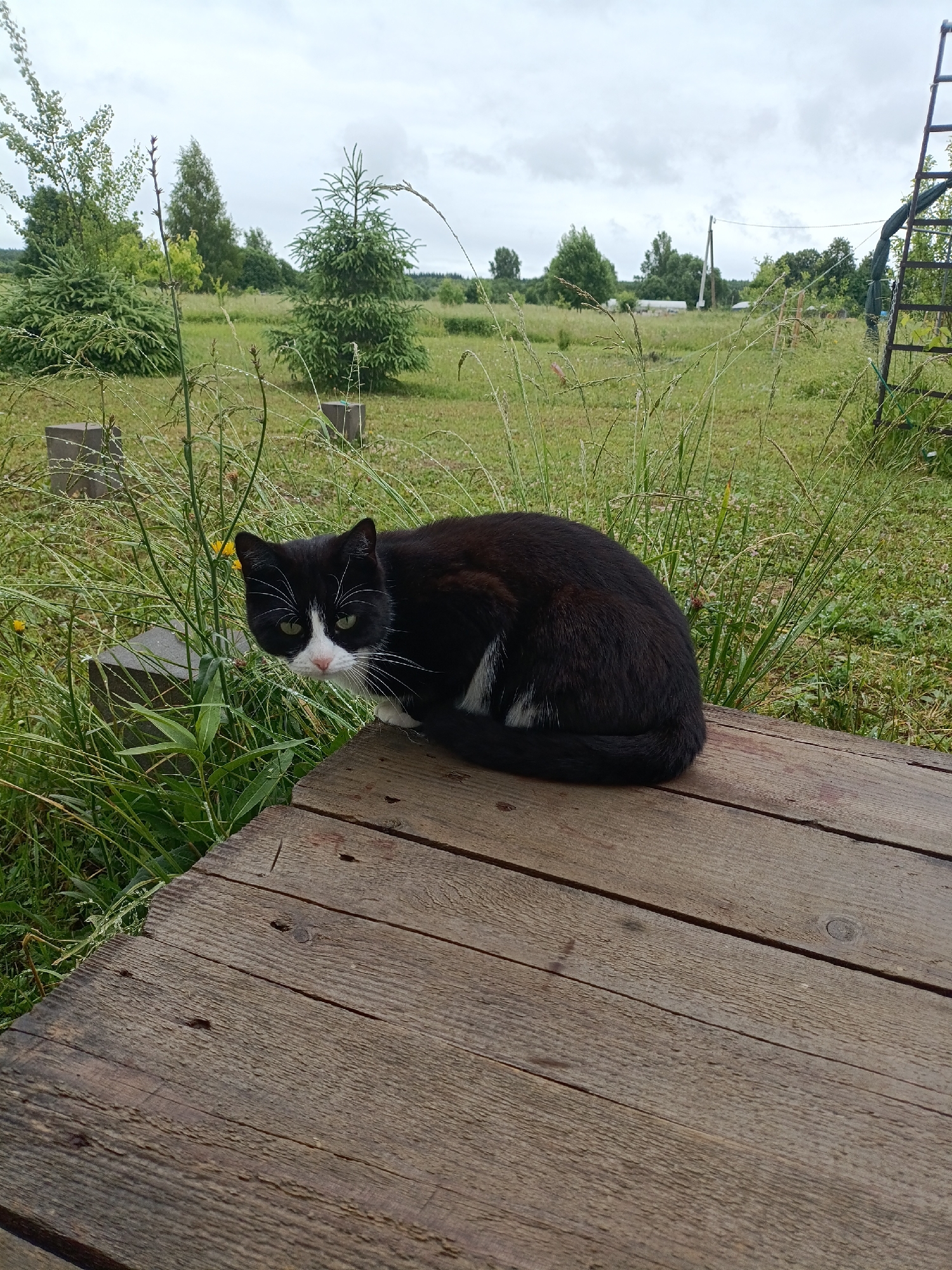 A black and white cat with green eyes and white whiskers sits curled on a weathered wooden platform. The cat's back is to the viewer, with its head turned to face the camera. The platform is made of rough-hewn wooden planks. Behind the platform, tall green grass and weeds are visible, interspersed with scattered yellow wildflowers. In the background, a lush green field stretches towards a line of trees under a cloudy sky. The scene appears to be outdoors in a rural or semi-rural setting, possibly a backyard or park.