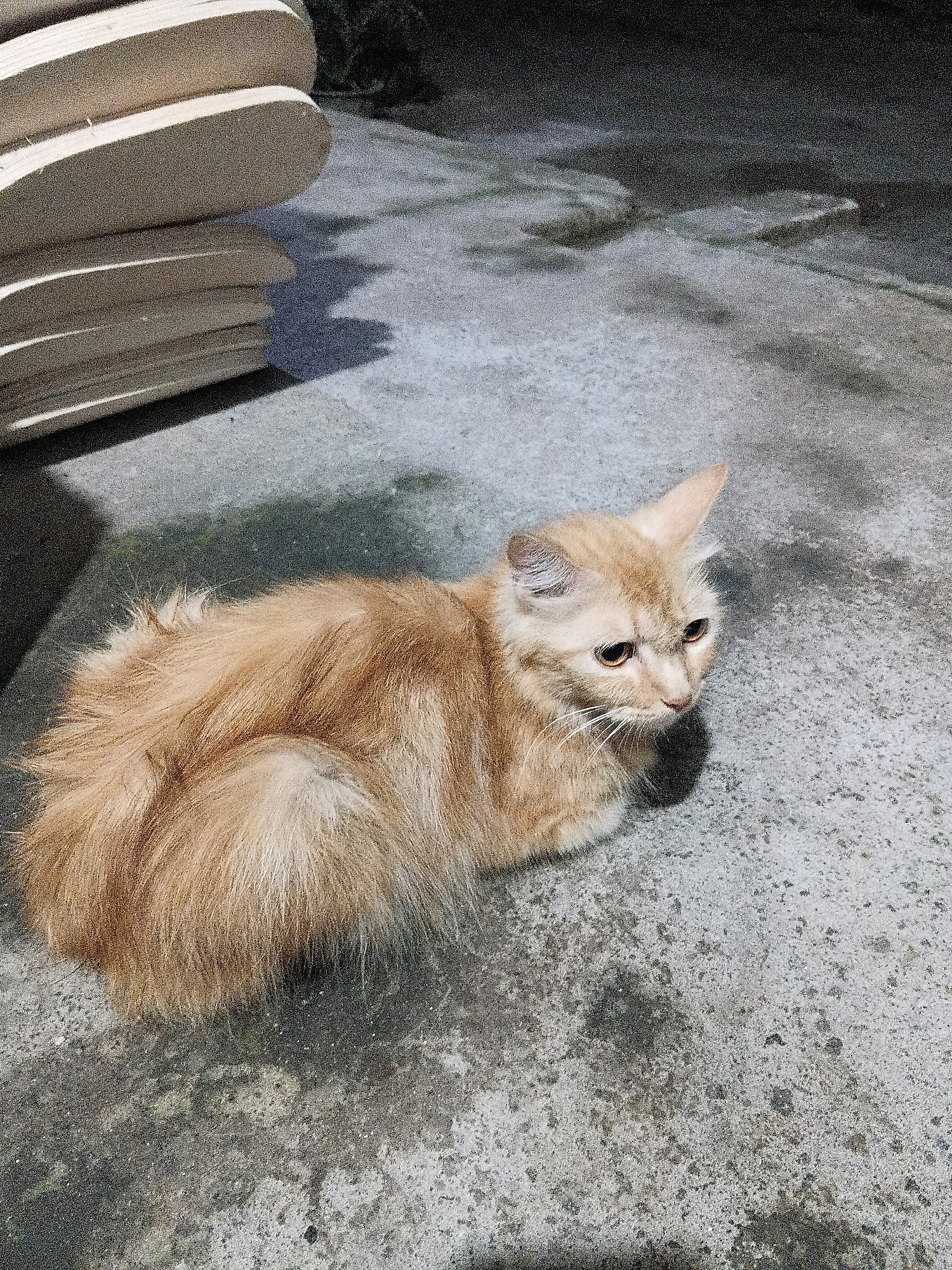 A ginger cat is lying on a concrete surface in what appears to be an outdoor area. The cat is facing to the right and looking downwards. To the left of the cat, a stack of light-colored, flat objects, possibly wooden planks or similar material, is visible. The concrete surface has some darker patches and is uneven in texture. The lighting suggests it may be evening or a dimly lit area. The scene is devoid of any human presence. The location is Cikal, Indonesia.