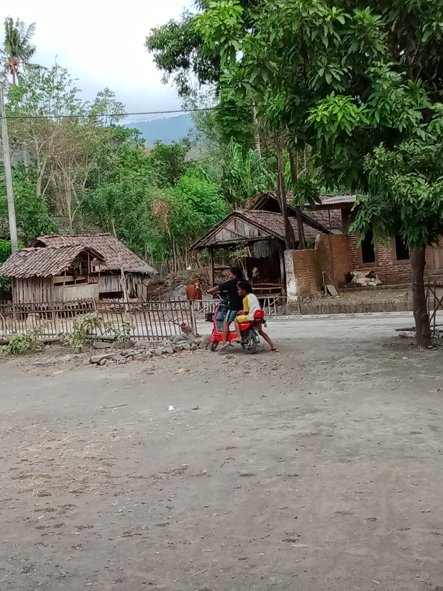 Two young individuals are seated on a red scooter, the driver wearing a black t-shirt and shorts, while the passenger wears a yellow t-shirt and shorts. They are on a dirt road in front of several traditional Indonesian wooden houses with tile roofs. A brown cow stands behind a wooden fence to the left of the scene. Lush green trees and vegetation are visible throughout the background, with a mountain range in the distance. The sky is overcast. The scene is set in a rural area, likely the city of Selowogo, Indonesia.