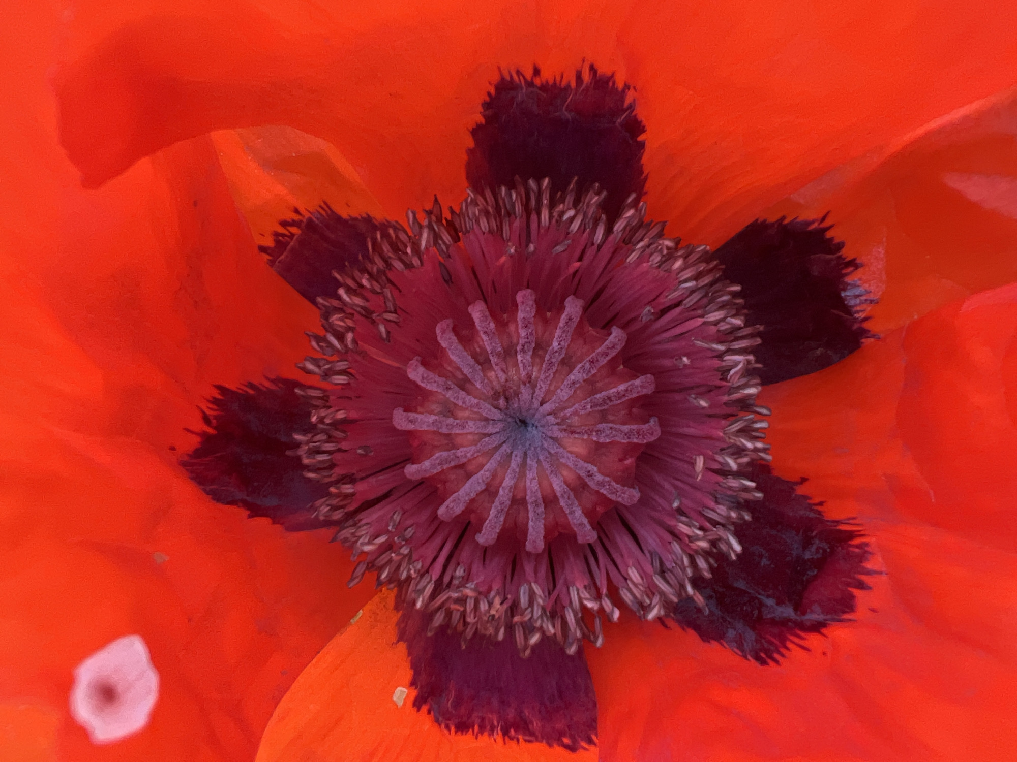This is a close-up, top-down view of the center of a bright red poppy flower. The poppy's petals are a vibrant, saturated red, with some lighter, almost white patches visible on the upper left. The central part of the flower is a deep reddish-purple, with a star-shaped structure composed of numerous thin, pale purple filaments radiating outwards from a darker center. The filaments are topped with small, light brown seed-like structures. The overall impression is of a vivid and intricate floral detail. The image does not contain any information about Mochische, Russia.
