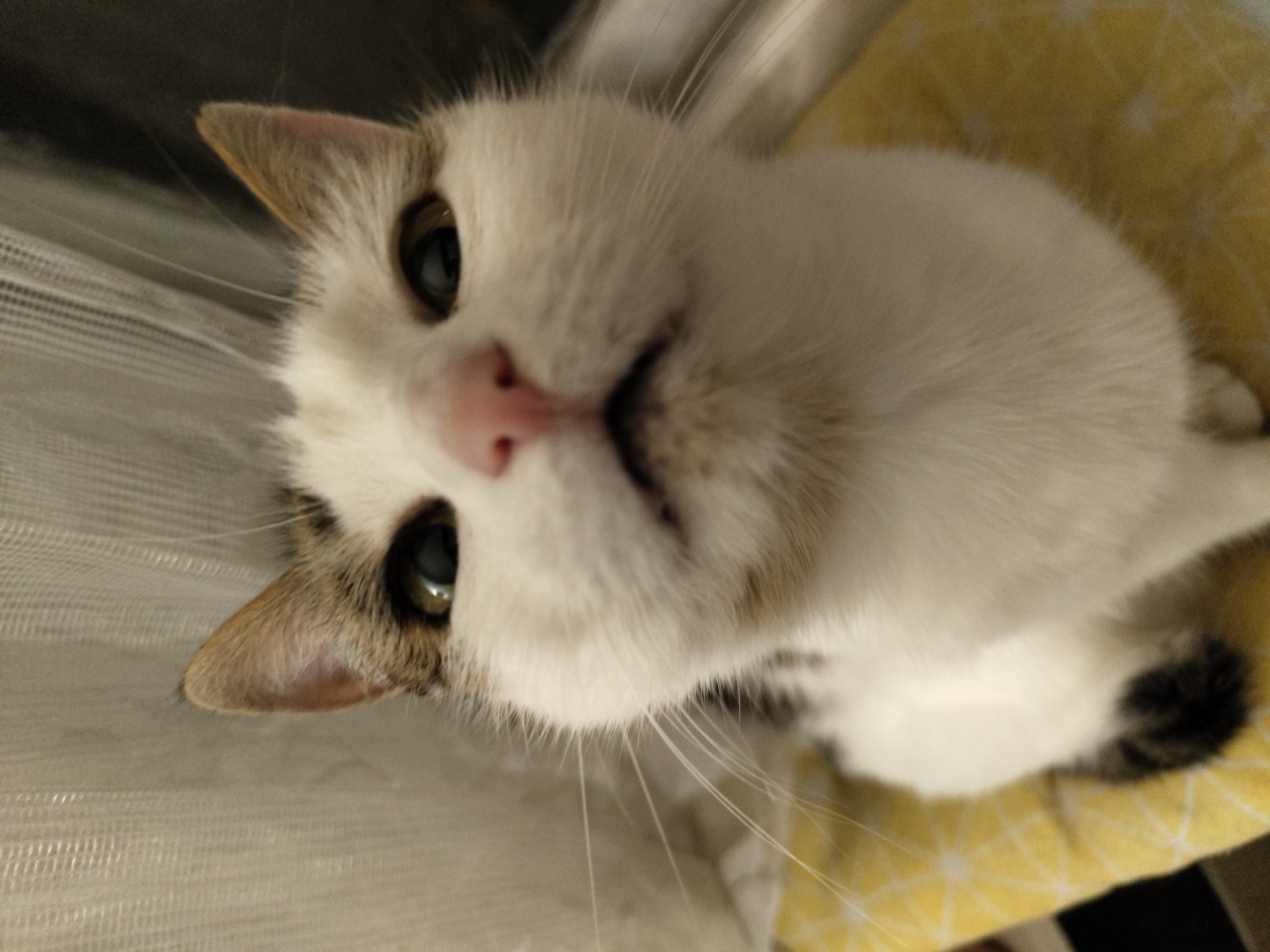 A white cat with brown and black markings is sitting on a yellow and white patterned cushion. The cat is looking up at the camera with its mouth slightly open and its whiskers spread out. The background is a blurred white curtain. The image was taken in an indoor setting.