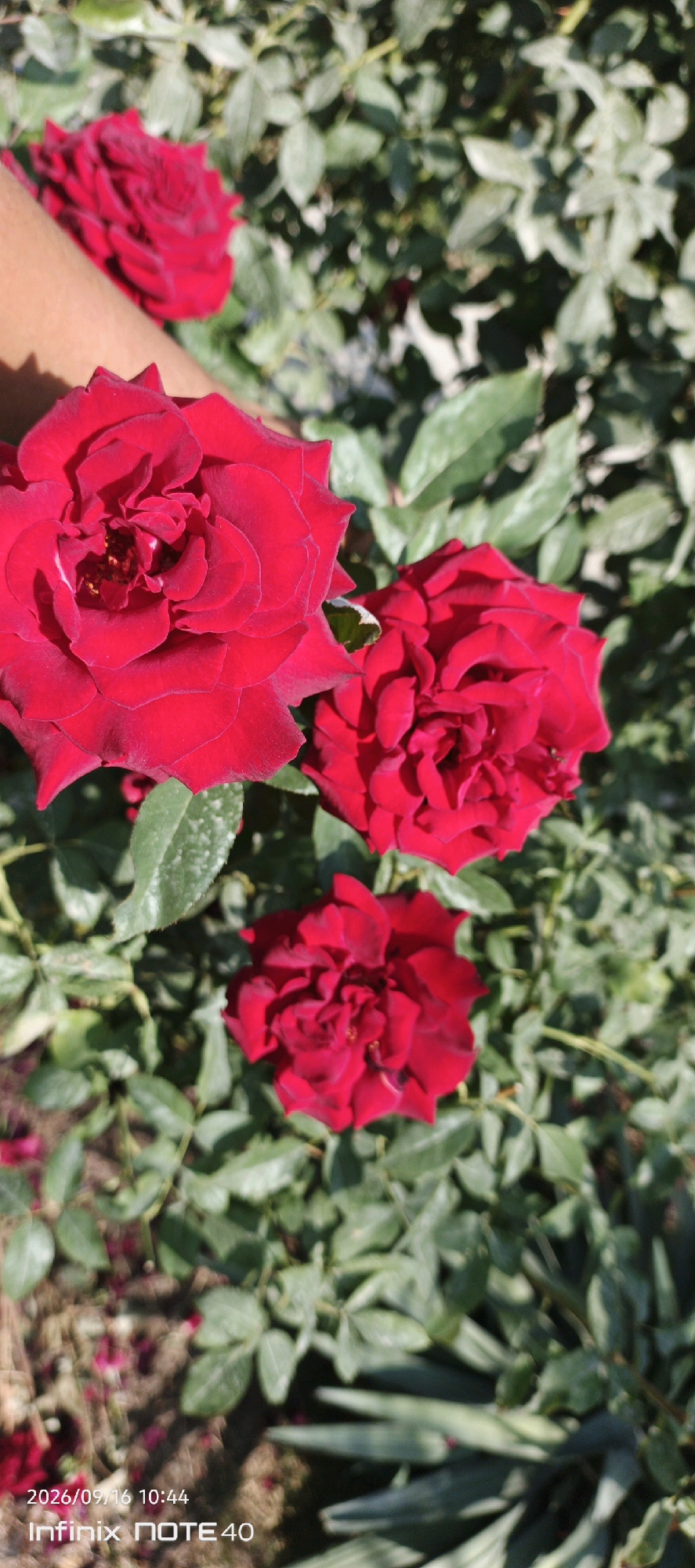 A close-up, overhead view of three vibrant red roses is captured against a backdrop of green rose bushes. The rose on the far left is partially obscured by a person's hand, which appears light-skinned. The other two roses are fully visible, their intricate petals forming delicate patterns. The lighting suggests a sunny day, with shadows cast across the scene. The lower left corner of the image displays a timestamp and phone model: "2026/09/16 10:44 Infinix NOTE 40." The image lacks specific details that would allow for precise location identification within Muyan, Uzbekistan.