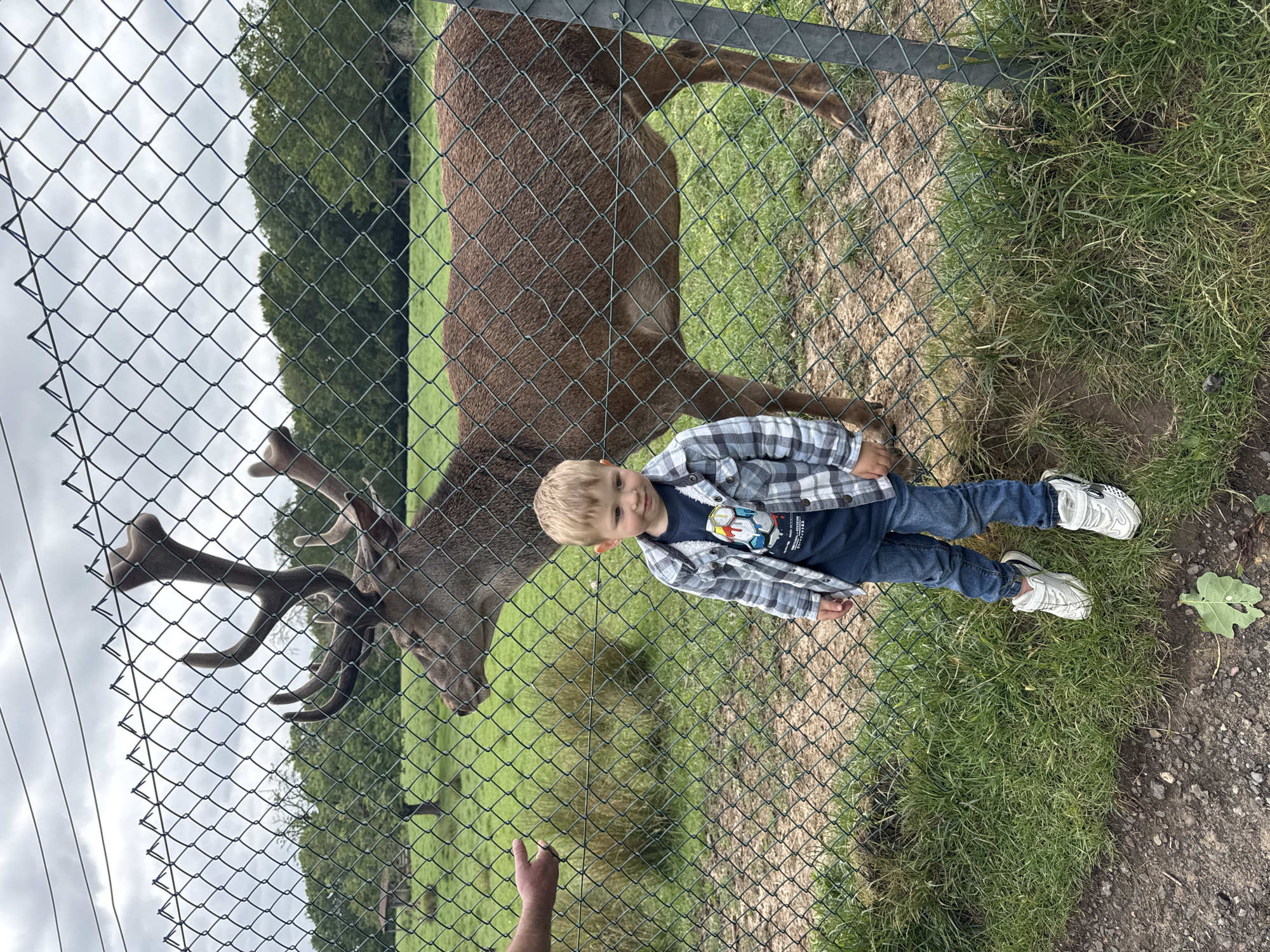 The image depicts an outdoor scene at an animal enclosure in Unknown, Unknown. A young male child, approximately 3-5 years old with short blonde hair, stands in the foreground, positioned slightly left of center. He wears a blue t-shirt with a colorful graphic, an open blue and white plaid long-sleeved shirt, blue jeans, and white athletic shoes. His gaze is directed downwards and to the right, with a subtle smile. To the far left, an adult's bare hand, appearing male, extends towards a dark green chain-link fence, palm open, suggesting an offering or interaction. Behind the fence, a large brown deer, identified as a stag due to its substantial antlers, stands on green grass. The deer is oriented to the left, its head slightly turned towards the outstretched hand. The background consists of an expansive green field bordered by a dense line of green trees, all beneath an overcast sky with uniform grey clouds. The ground in the immediate foreground comprises dirt, gravel, and sparse green grass, with a single green leaf resting near the child's feet.