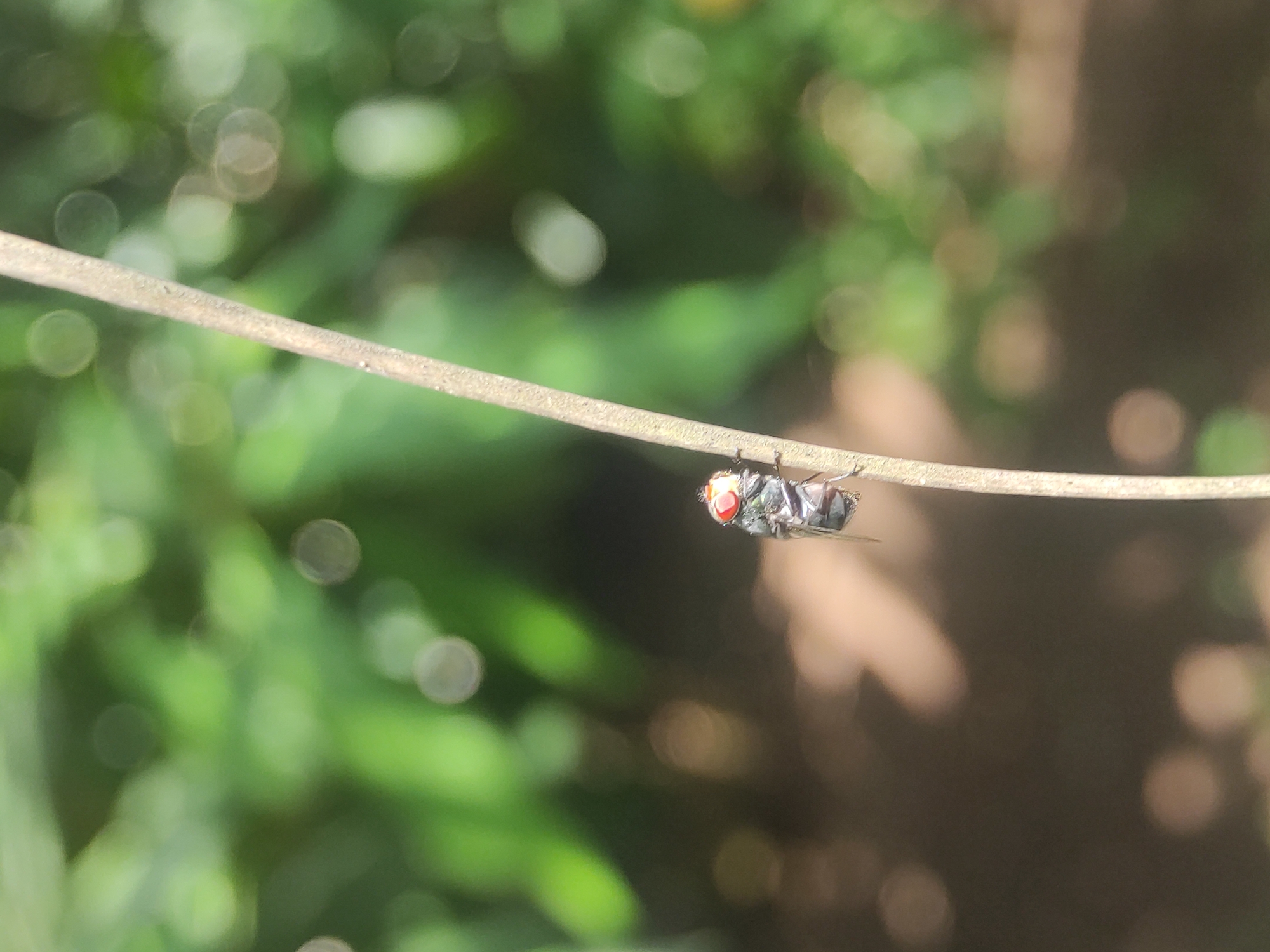 A fly with bright red eyes is clinging upside down to a thin, brown twig. The background is a blurred mix of green foliage and earthy tones, suggesting an outdoor environment. The image appears to be taken in a natural setting, although specific details to confirm its location in Lhokseumawe, Indonesia, are not discernible from the photograph alone. No people or specific objects are visible aside from the fly and the twig. The action depicted is the fly clinging to the twig.