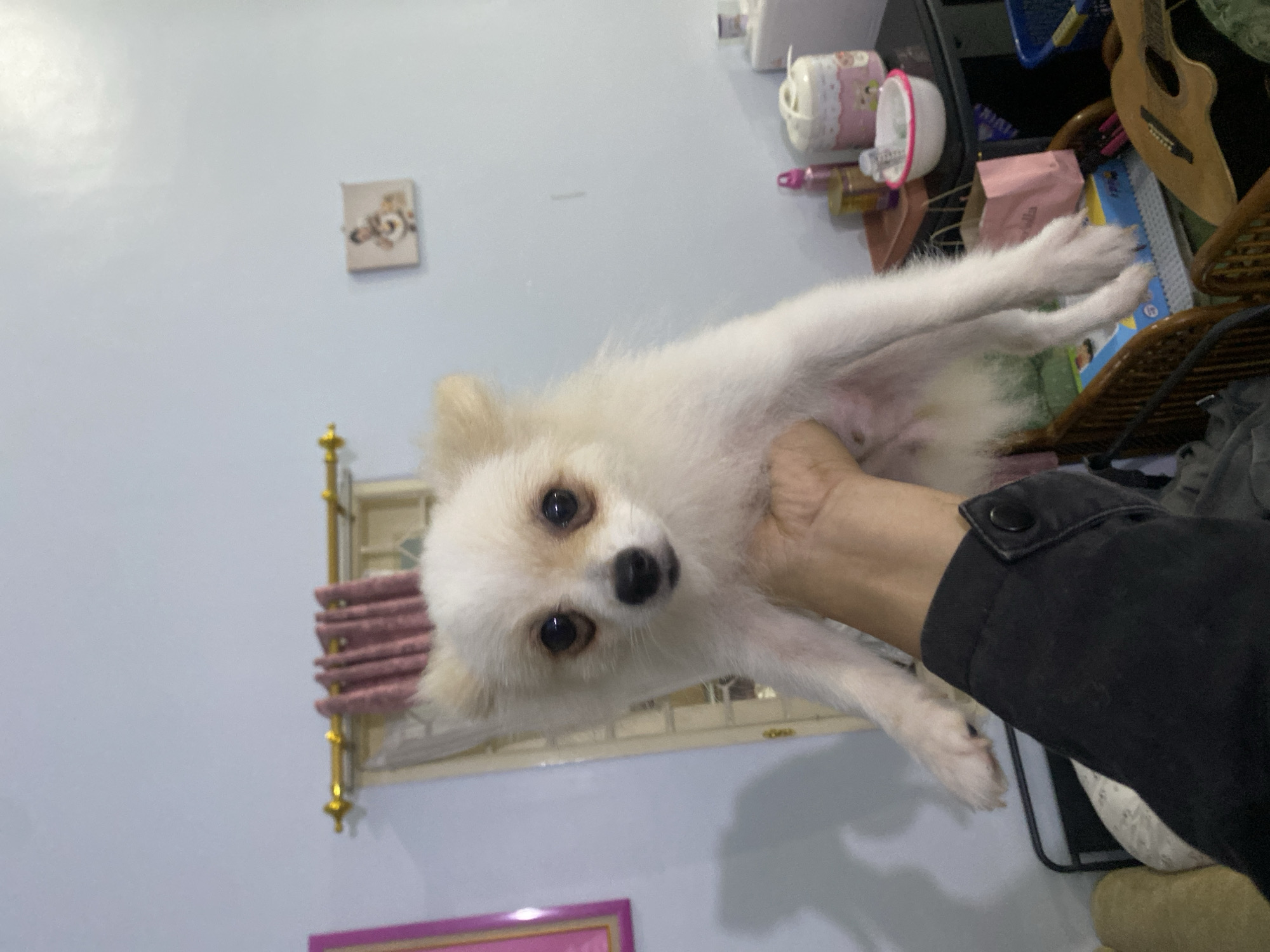 A white Pomeranian dog is held by an arm in front of a light blue wall. The dog has tan markings around its eyes and ears. Behind the dog, a gold curtain rod with pink curtains is visible. To the right of the dog, a small framed picture hangs on the wall. Further to the right, on a black table, are a pink bottle, a golden jar, a white and pink container, and a white bowl with a pink rim. A pink gift bag sits on a woven shelf below the table. In the foreground, the arm holding the dog is wearing a black jacket with a black button. The overall environment appears to be an indoor setting, possibly a room in a home in Dukuh, Indonesia.