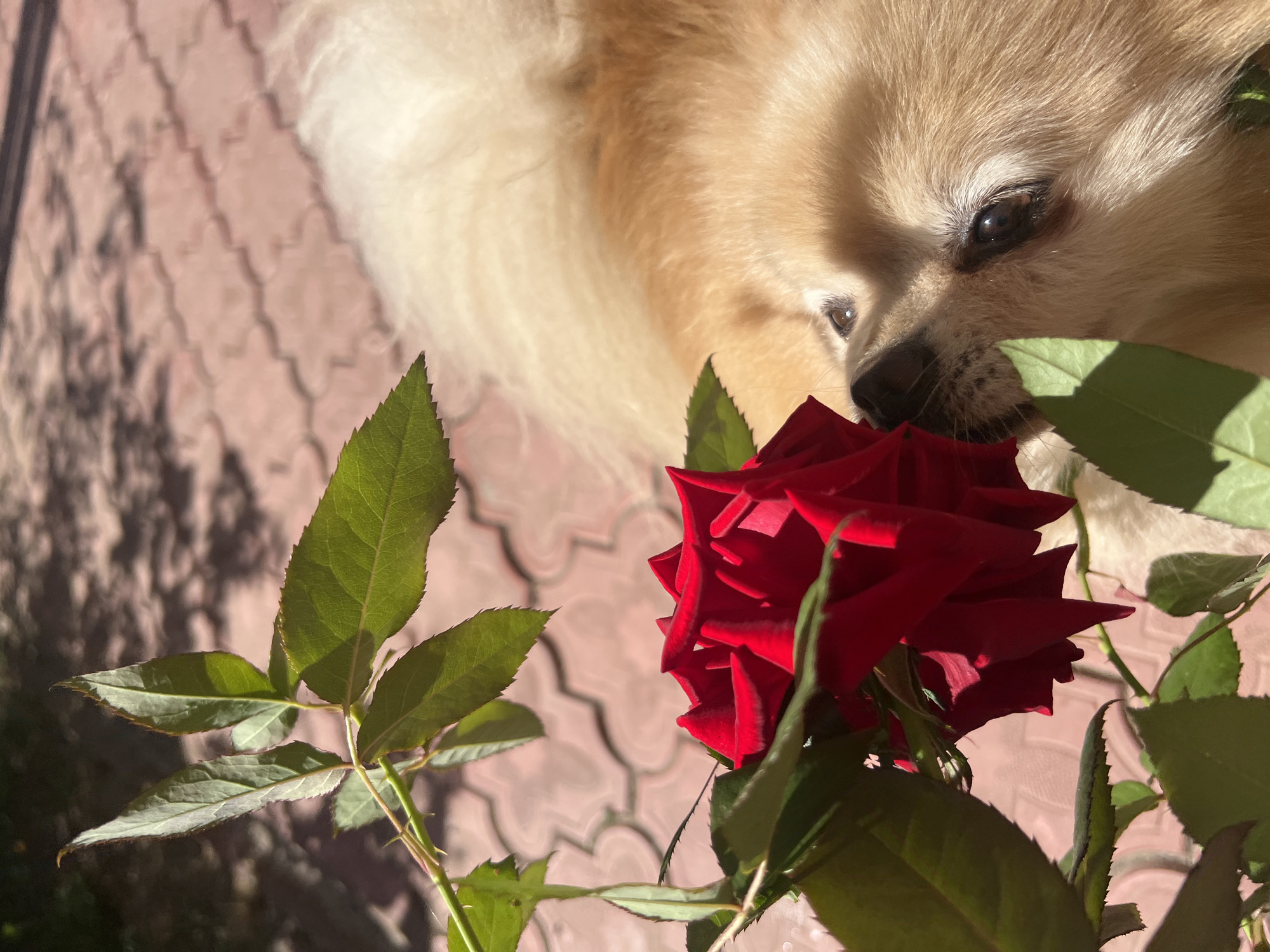 In Pysarivka, Ukraine, a fluffy, light-colored dog with dark eyes is captured in a close-up shot. The dog is positioned on its side, looking towards a vibrant red rose with green leaves. The rose is positioned to the left of the dog, with its petals unfurling. The background consists of a textured, light-colored paved surface with repeating patterns. Sunlight casts shadows on the ground, indicating an outdoor setting. The dog's attention appears to be focused on the rose, suggesting it is sniffing or observing it.