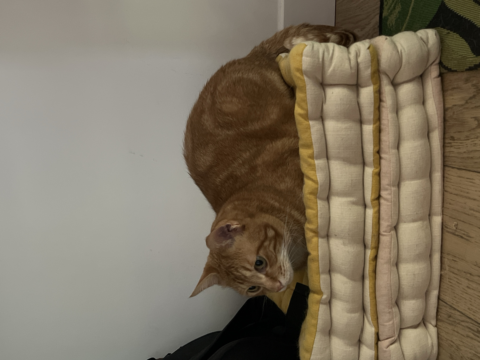 The image shows an orange tabby cat lying on a stack of cushioned mats indoors. The cat is positioned on the top mat, facing to the left with its body curled. The mats are layered and appear to be made of a light-colored fabric with yellow and pink trim. Behind the cat and mats is a white wall, and to the left of the cat, a black garment is partially visible. The floor in front of the mats is made of wooden planks, and a green rug is partially visible on the right. The scene appears to be in a residential setting. No specific location in Villejuif, France, can be determined from the image.