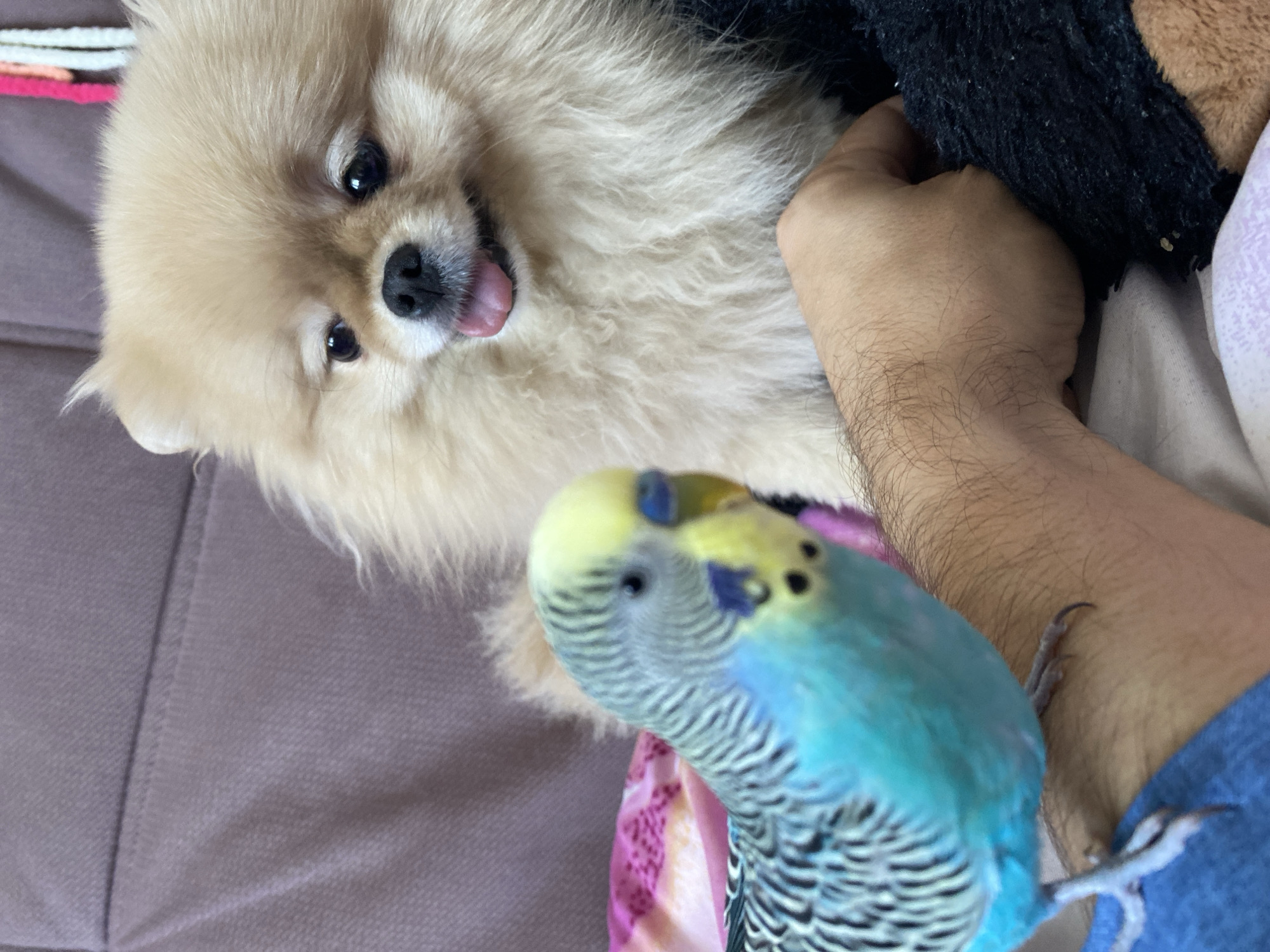 A close-up shot shows a light brown Pomeranian dog and a blue parakeet in an indoor setting. The dog is looking at the parakeet with its tongue slightly out. A human arm is visible, with the parakeet perched on it. The background consists of a light purple fabric surface. The location is Unknown, Unknown.