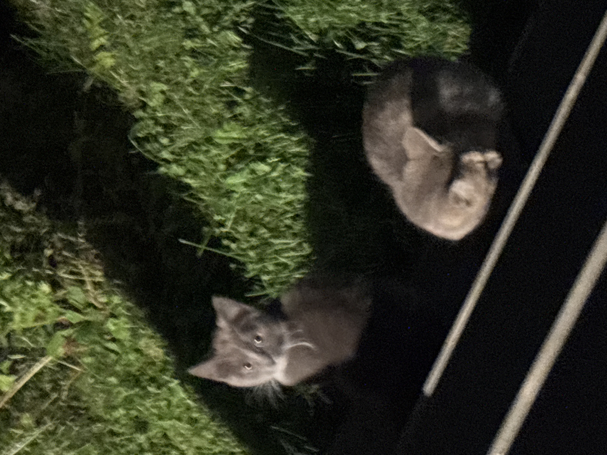 Two domestic cats are visible in a grassy, outdoor environment. One cat, light gray with white markings on its chest and face, is sitting upright and looking towards the viewer. The second cat, also gray, is curled up asleep on the ground. The scene appears to be in Zvenigorod, Russia, suggested by the presence of lush green grass and shadows cast by what appear to be trees or foliage. The lighting is dim, indicating it might be dusk or nighttime.