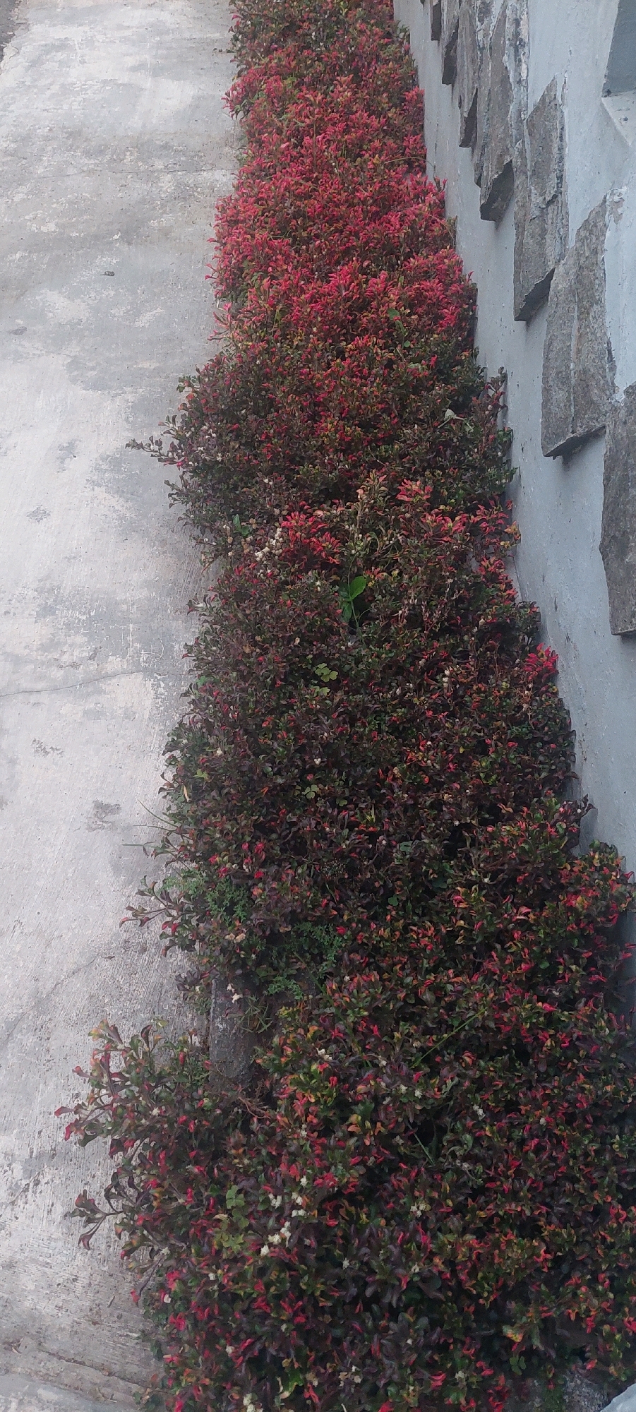 A low-angle, full shot captures a dense, low-growing hedge of Alternanthera dentata, commonly known as Joyweed, lining a sloped concrete path. The hedge, predominantly displaying vibrant red and dark green foliage with some smaller white flowers visible, stretches diagonally from the bottom left to the top right of the frame. The concrete path, on the left, shows signs of wear and tear with patches of discoloration. On the right, a textured concrete wall is visible, adorned with irregularly shaped, rough-hewn stone blocks embedded into its surface. The scene appears to be an outdoor pathway in a residential or public space, possibly in Sukodono, Indonesia, given the context. There are no people or animals present in the image. The lighting is natural and appears to be overcast, with no harsh shadows.