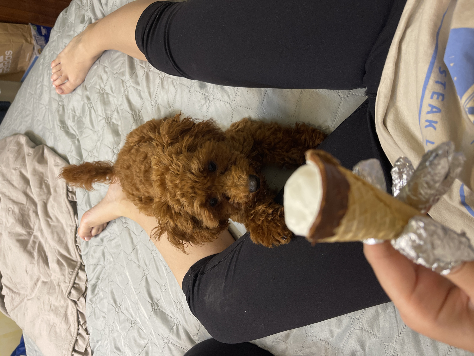A small brown poodle puppy lies on a bed next to a person's legs. The puppy is looking at a miniature ice cream cone being held in the person's hand. The ice cream cone is partially wrapped in aluminum foil. The person is wearing black leggings and a tan t-shirt with blue lettering that reads "STEAK L". The bed is covered with a light gray quilted comforter. The background shows a darker colored comforter. There are no visible landmarks or indicators of the specific location within Sofia, Bulgaria.