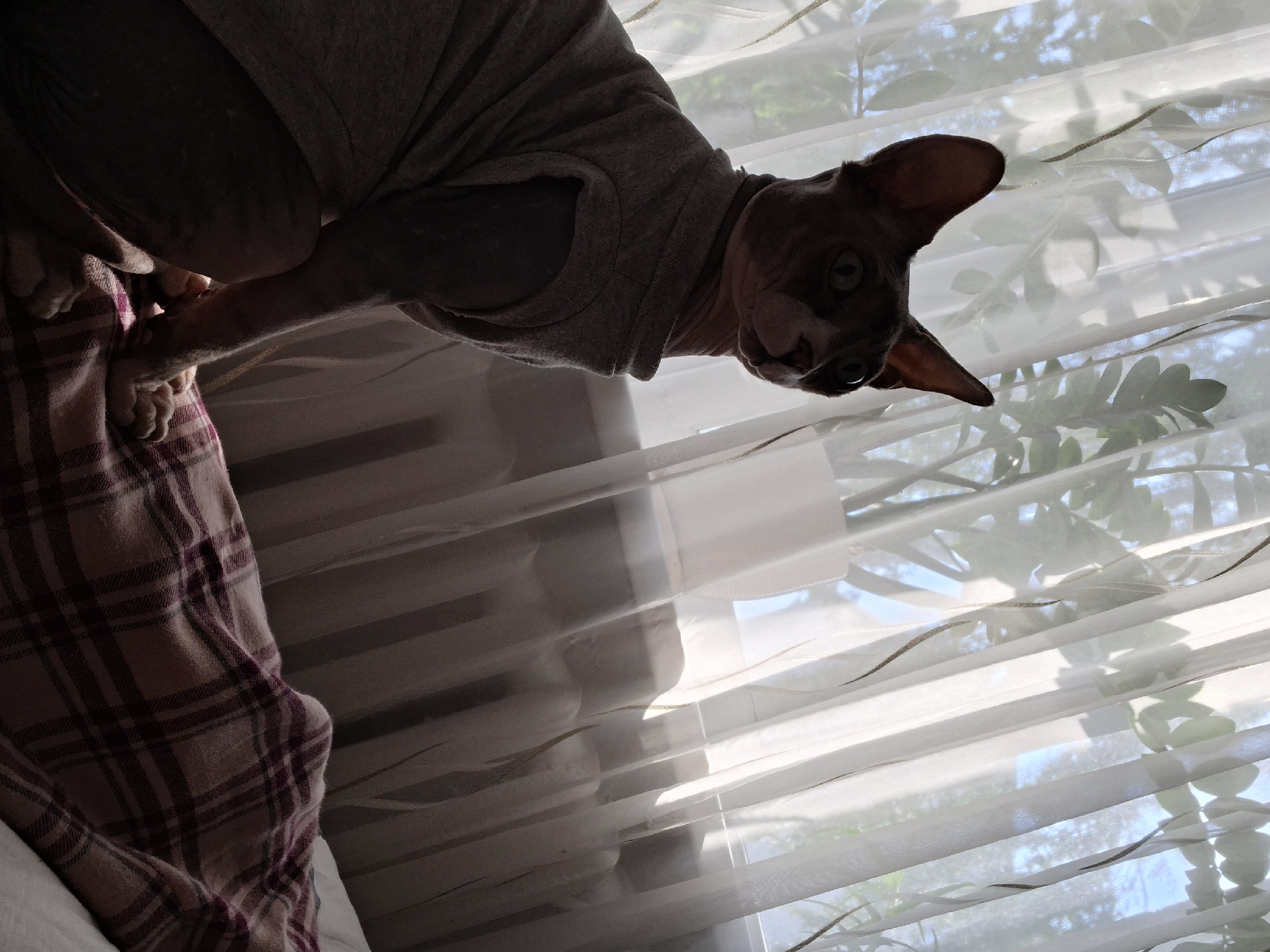 A Sphynx cat wearing a grey shirt is posed on a bed in front of a window with sheer white curtains, in what appears to be an apartment in Myadzyel, Belarus. The cat is positioned to the left of the frame, facing right, with its head tilted upwards and its eyes wide. Sunlight streams through the curtains, casting shadows on the cat and the bed. The bed is covered with a plaid blanket in shades of pink and maroon. In the background, a radiator is visible, suggesting a typical indoor setting. The overall lighting creates a dramatic effect, with the cat being well-lit in the foreground and the background in softer light.