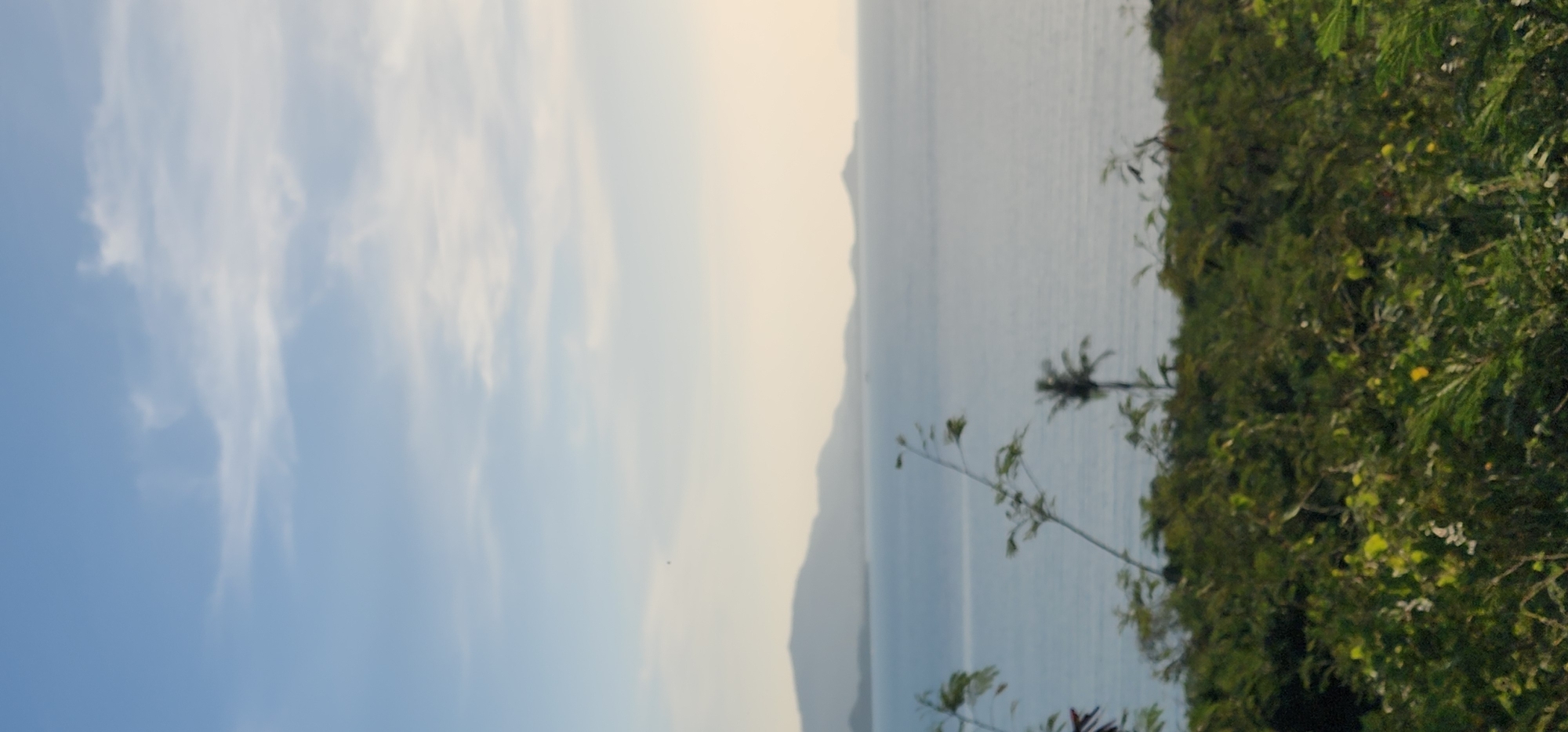 This is a vertical, eye-level, medium shot photograph of a coastal landscape in Ko Samui District, Thailand. In the foreground, a dense green canopy of vegetation with small yellow flowers is visible. A slender, leafy plant with thin branches extends upwards from the vegetation into the middle ground. Further back, a palm tree with a slender trunk and sparse fronds stands tall. The middle ground is dominated by a wide expanse of calm, pale blue water that stretches to the horizon. In the background, a distant mountain range with soft, undulating peaks is silhouetted against a pale yellow and blue sky with wispy white clouds. The overall atmosphere is serene and natural, suggesting a quiet natural viewpoint overlooking the sea.