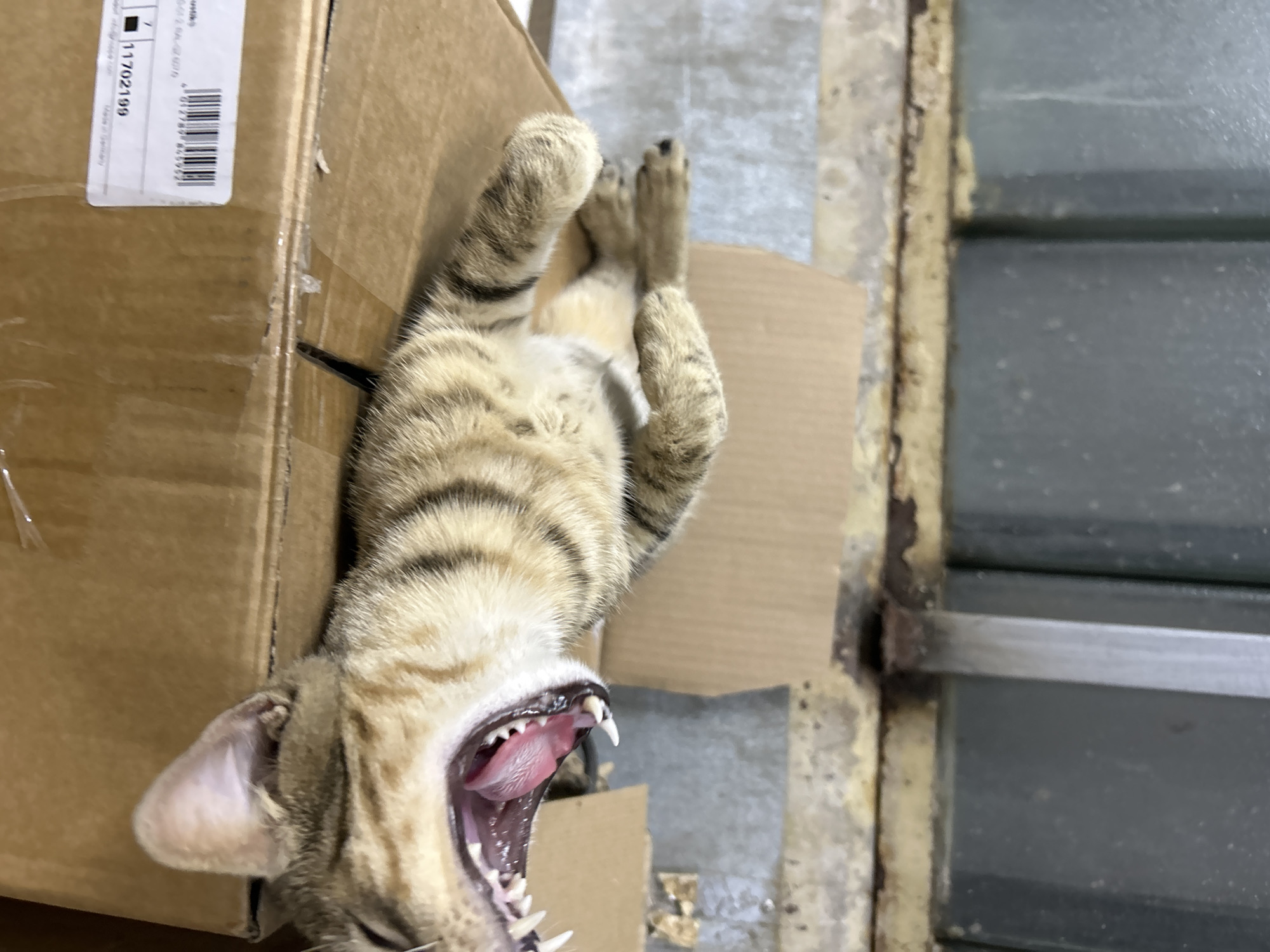 In this image, a tabby cat is captured mid-yawn while lying on its back. The cat's mouth is wide open, revealing its pink tongue and sharp teeth. Its paws are extended upwards, suggesting a moment of relaxation or stretching. The cat is positioned on top of a cardboard box, which is part of a larger stack of boxes.
The background appears to be an indoor setting, possibly a storage area or a workshop, given the presence of cardboard and what looks like a metal grate or window in the background. The lighting suggests it is daytime.
On the side of the box, there is visible text, including a barcode and the numbers "11702199". There are also some smaller words, but they are too blurry to be read.
The scene is a candid snapshot of a domestic cat in a playful or sleepy moment, offering a glimpse into a casual, everyday setting. The cat's pose and expression convey a sense of nonchalance and comfort. There are no people visible in the frame. The location context provided as Struma, Bulgaria, does not offer any specific visual cues in the image itself.