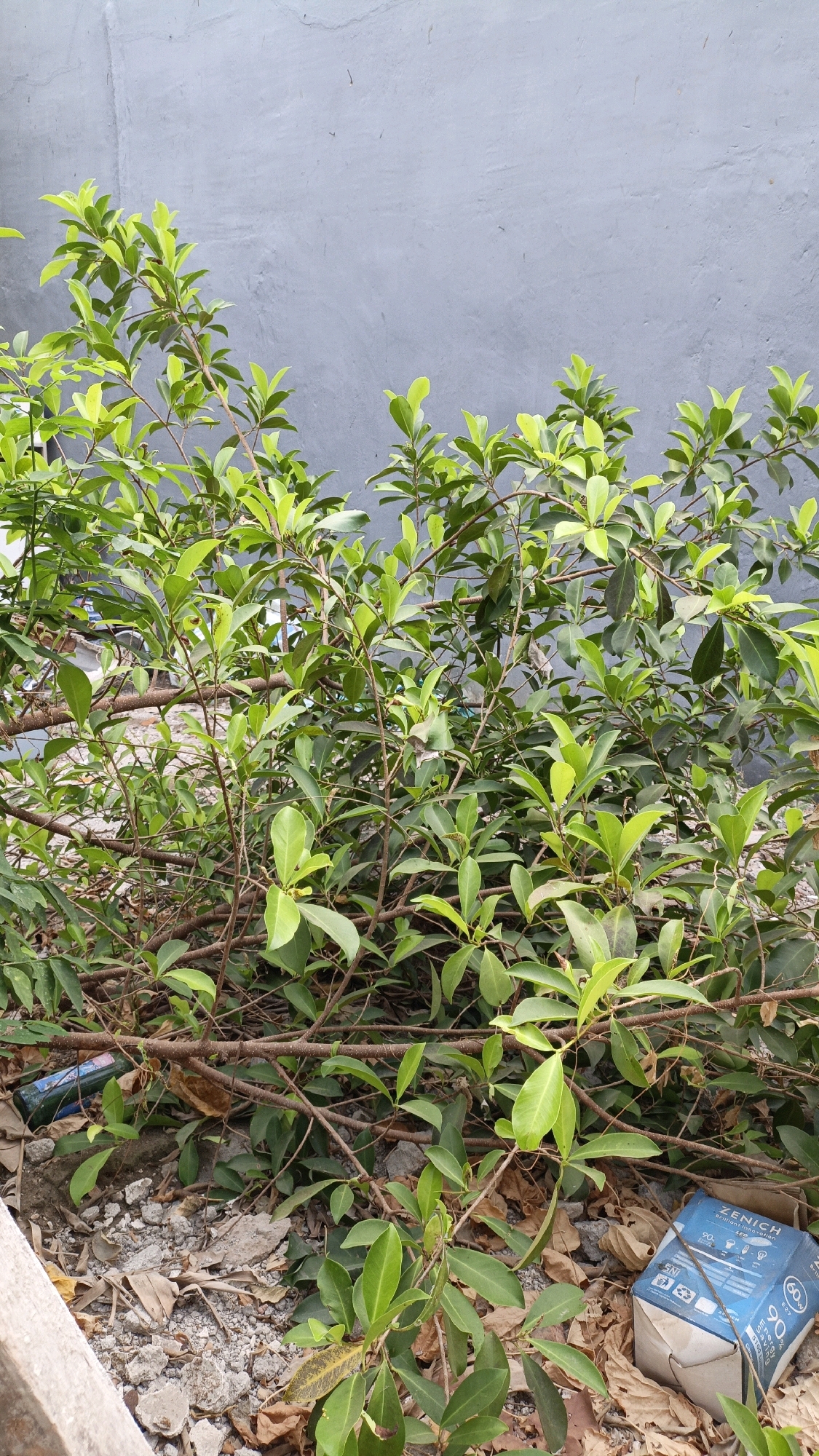 A vertical, medium shot captures a dense collection of green leafy branches and some fallen brown leaves against a textured, grey concrete wall. The branches are interwoven, some appearing to have been recently cut or pruned, with several lying horizontally across the lower half of the frame. On the right side of the image, a crumpled blue cardboard box with the text "ZENICH" and "90W" is visible amongst the debris. A dark green cylindrical object, possibly a bottle or can, lies on its side to the left of the box, also amid the fallen leaves and debris. The ground appears to be a mixture of dirt, small stones, and dry leaves, suggesting an outdoor environment. The lighting is natural, with shadows present but not overly harsh. The scene is situated in Cikal, Indonesia.