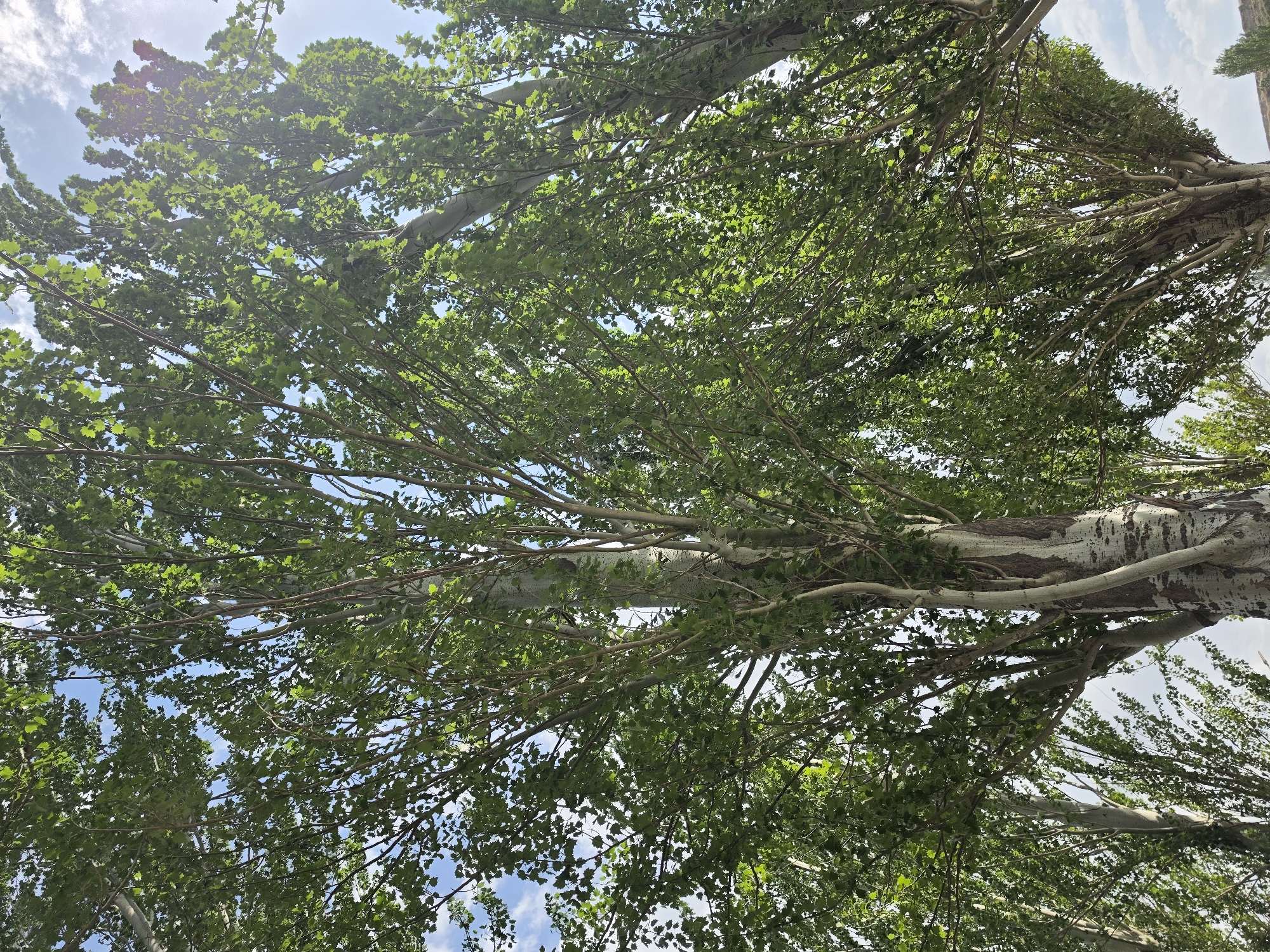 In Karakol City, Kyrgyzstan, the image captures a low-angle view looking upwards through a stand of tall, mature trees with light-colored, mottled bark and dense green foliage. The sun is visible in the upper right corner, creating lens flare and backlighting the leaves, making them appear luminous. The sky is a pale blue with scattered white clouds. The trees are densely packed, with their branches and leaves creating a canopy that obscures large portions of the sky. The foreground features the thick trunk of one of the trees, showing its characteristic textured bark. The overall impression is one of a natural, sun-dappled environment within the city.