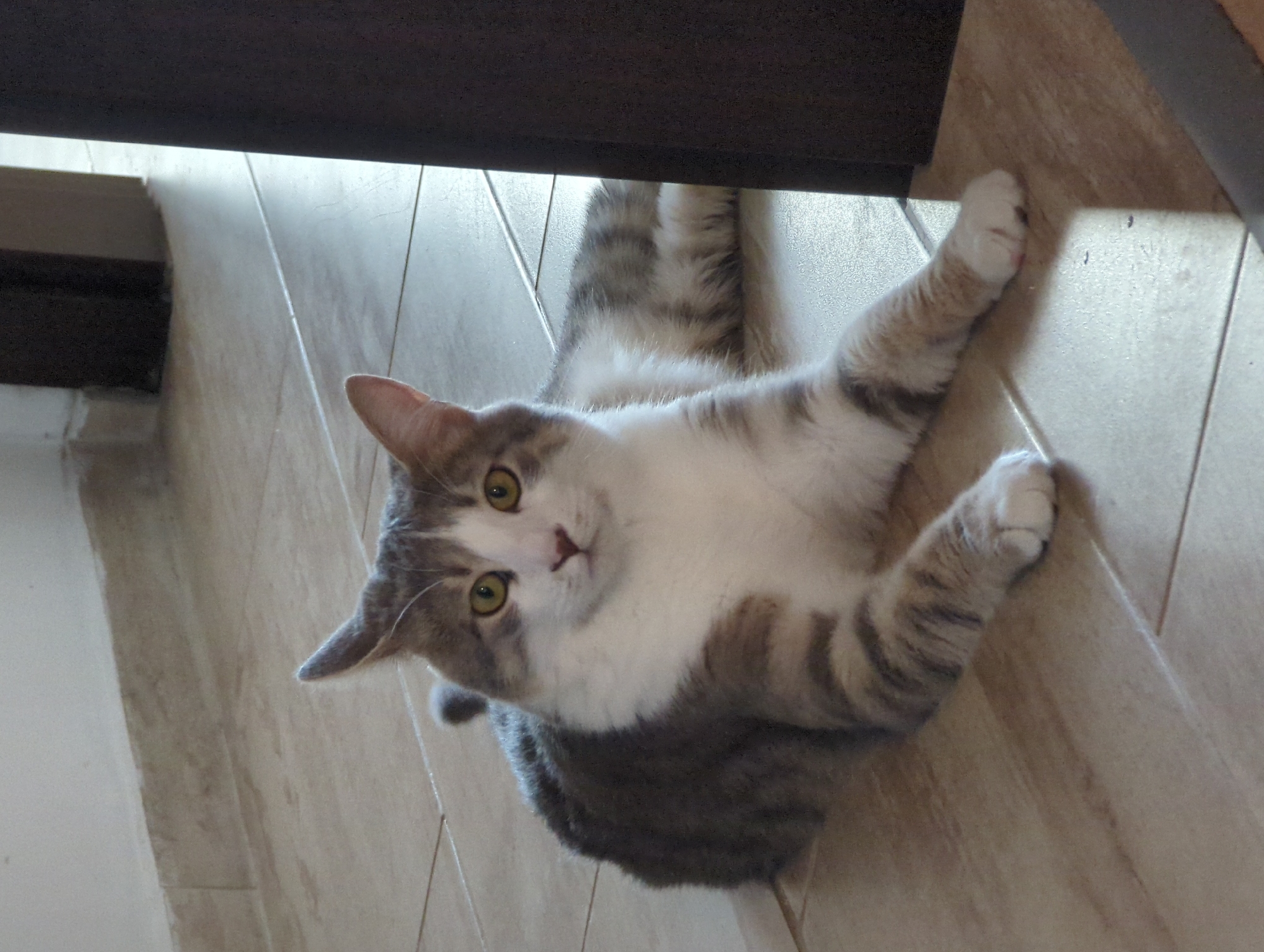 A domestic cat is lying on a tiled floor. The cat is mostly white with gray tabby markings on its back, tail, and legs. It has green eyes and is looking directly at the camera. The floor is made of light-colored square tiles. In the background, a dark-colored object, possibly a piece of furniture, is partially visible on the right side of the image. A wall with white baseboards is visible on the left. The scene appears to be indoors.